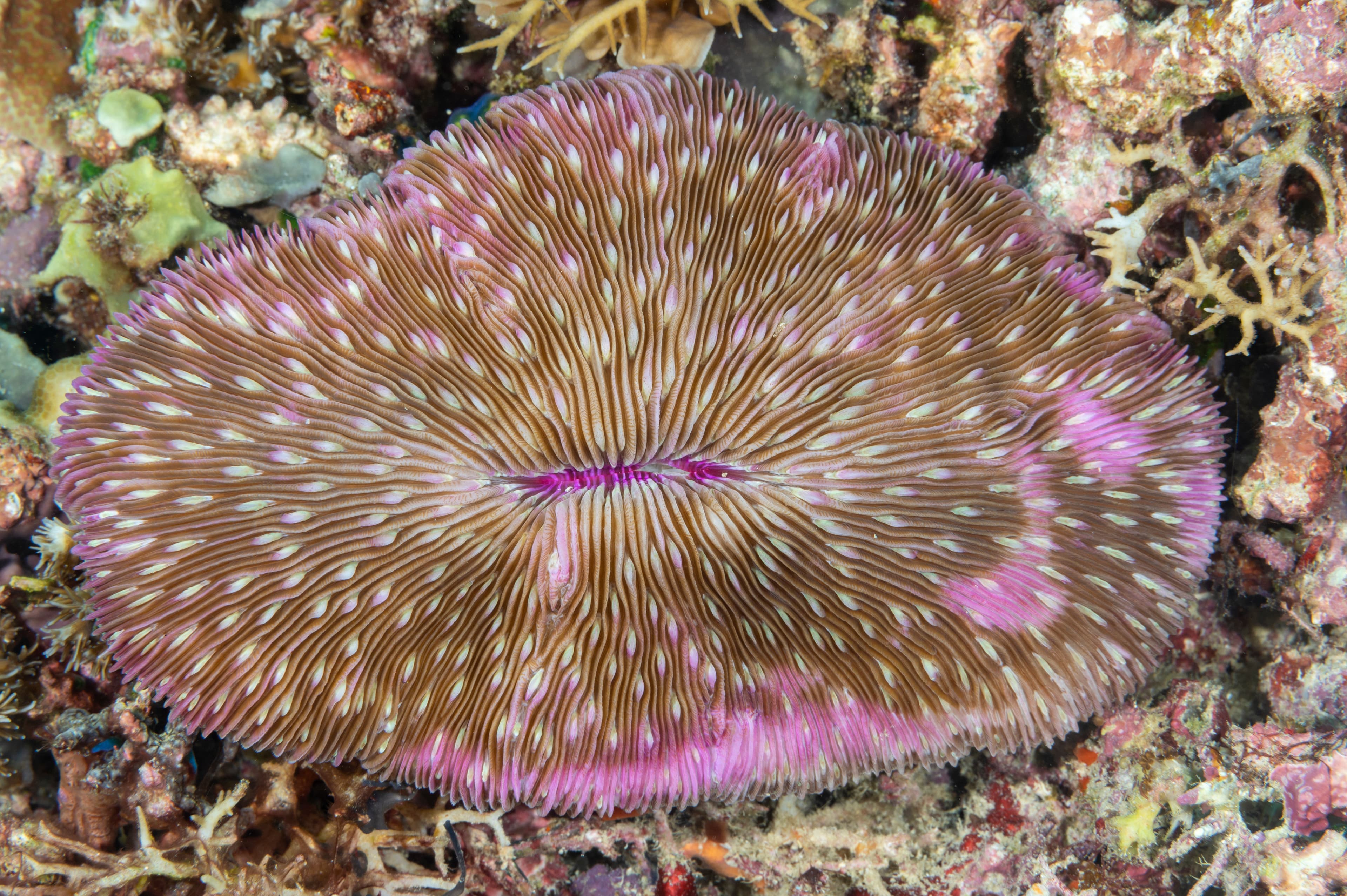 Lobed Plate Coral (Lobactis scutaria), Raja Ampat, Indonesia