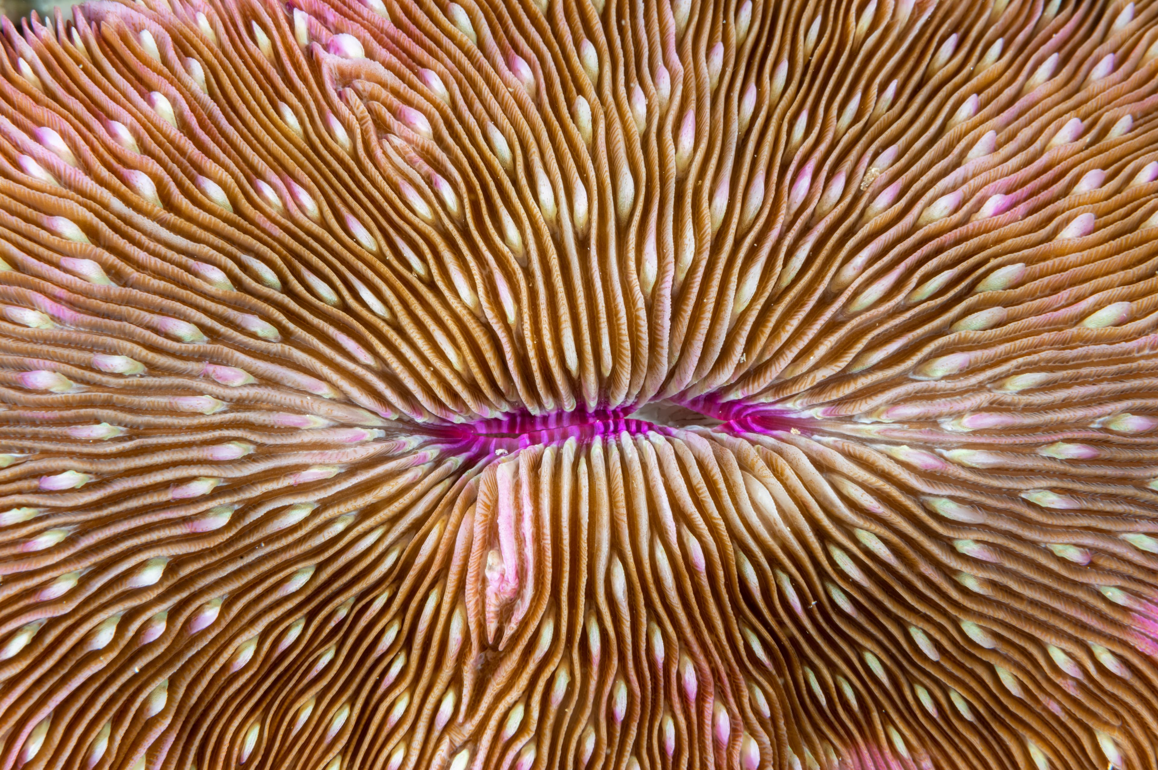 Lobed Plate Coral (Lobactis scutaria), Raja Ampat, Indonesia