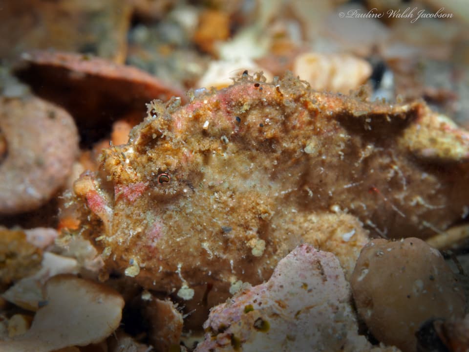 Dwarf Frogfish (Antennarius pauciradiatus), Riviera Beach, FL, USA