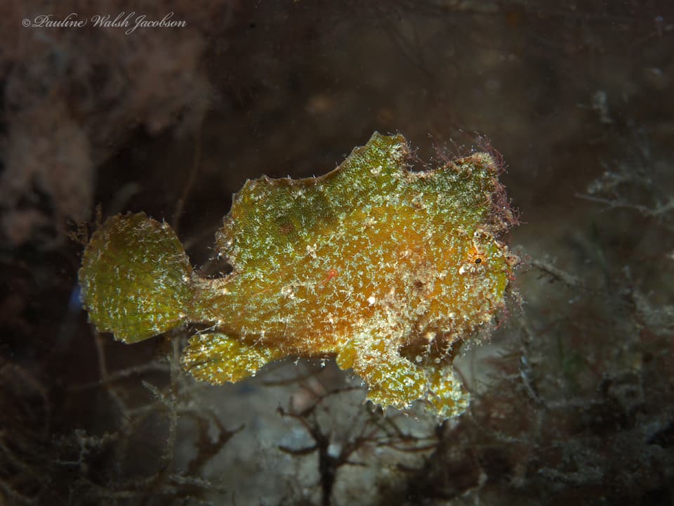 Dwarf Frogfish (Antennarius pauciradiatus), Riviera Beach, FL, USA