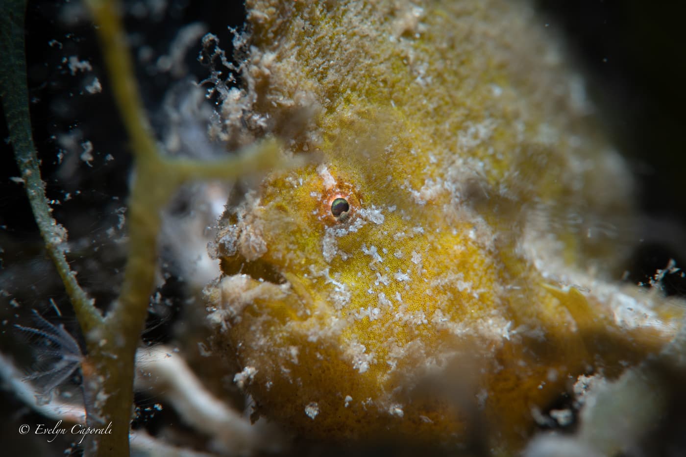 Dwarf Frogfish (Antennarius pauciradiatus), Blue Heron Bridge, FL, USA