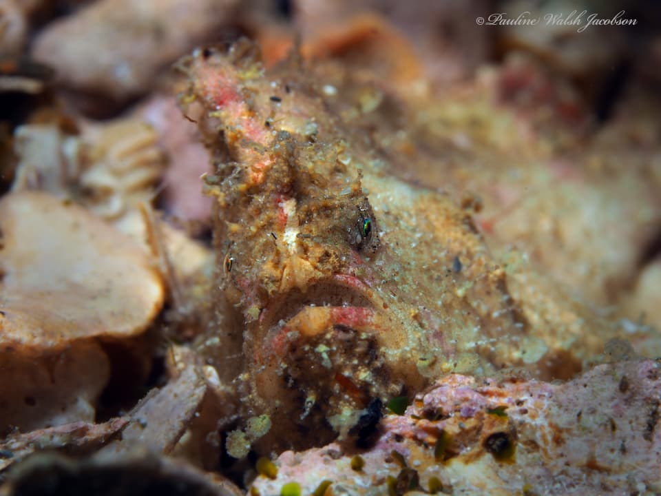 Dwarf Frogfish (Antennarius pauciradiatus), Riviera Beach, FL, USA