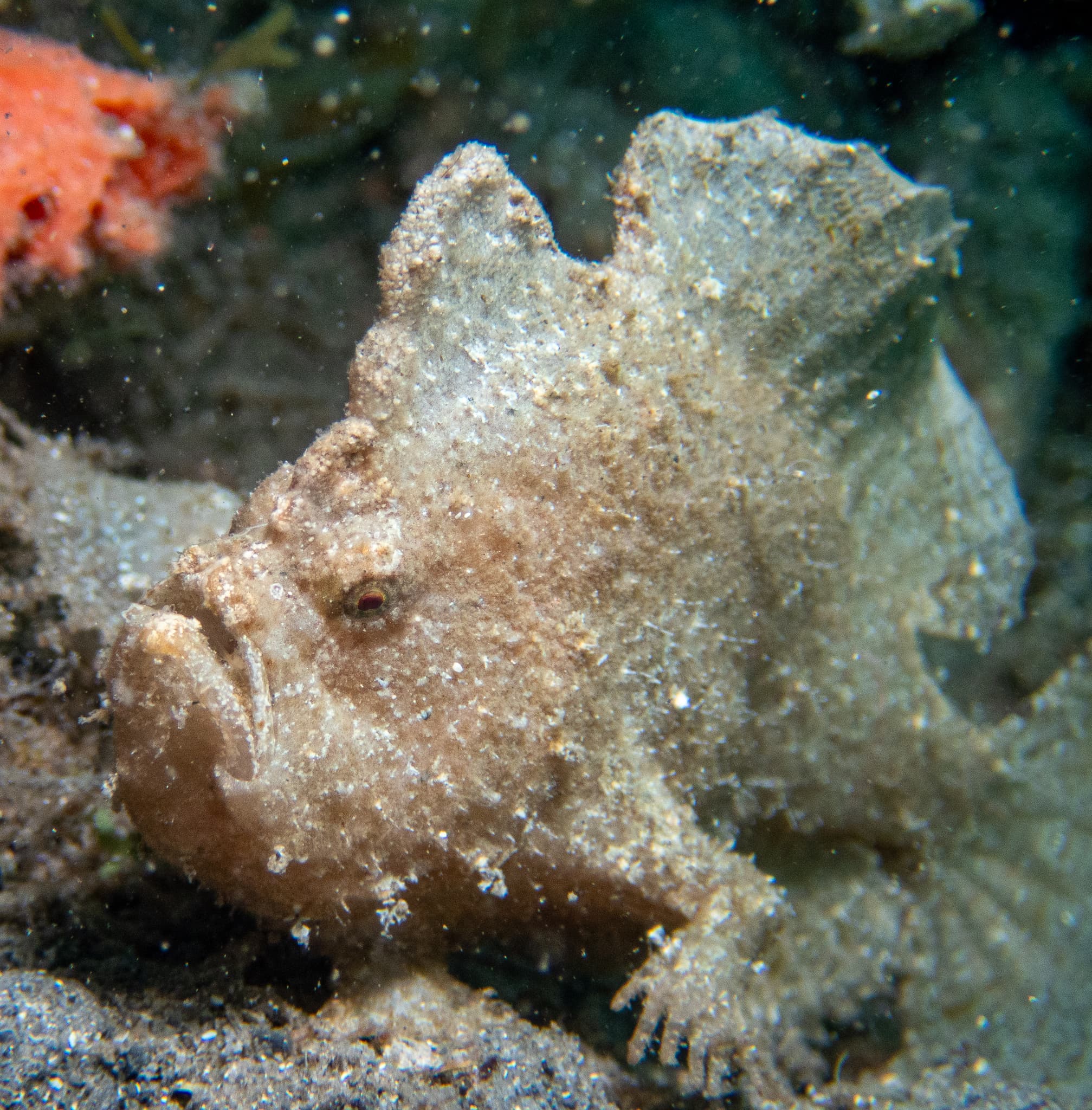 Dwarf Frogfish (Antennarius pauciradiatus), Blue Heron Bridge, FL, USA