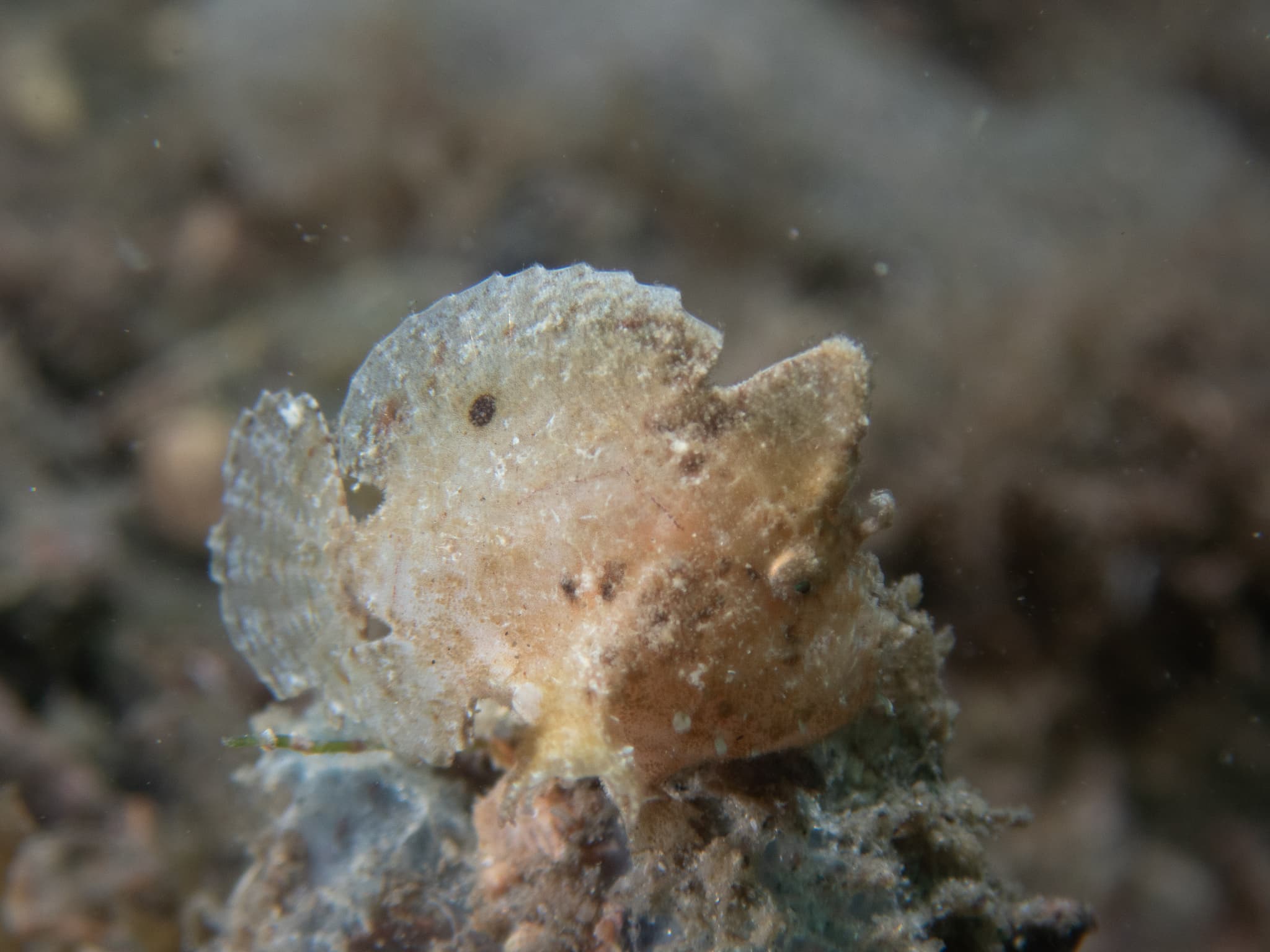 Dwarf Frogfish (Antennarius pauciradiatus), Blue Heron Bridge, FL, USA