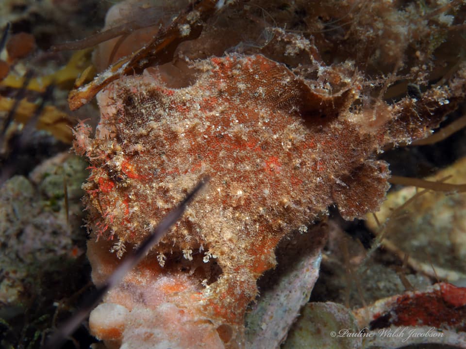 Dwarf Frogfish (Antennarius pauciradiatus), Riviera Beach, FL, USA