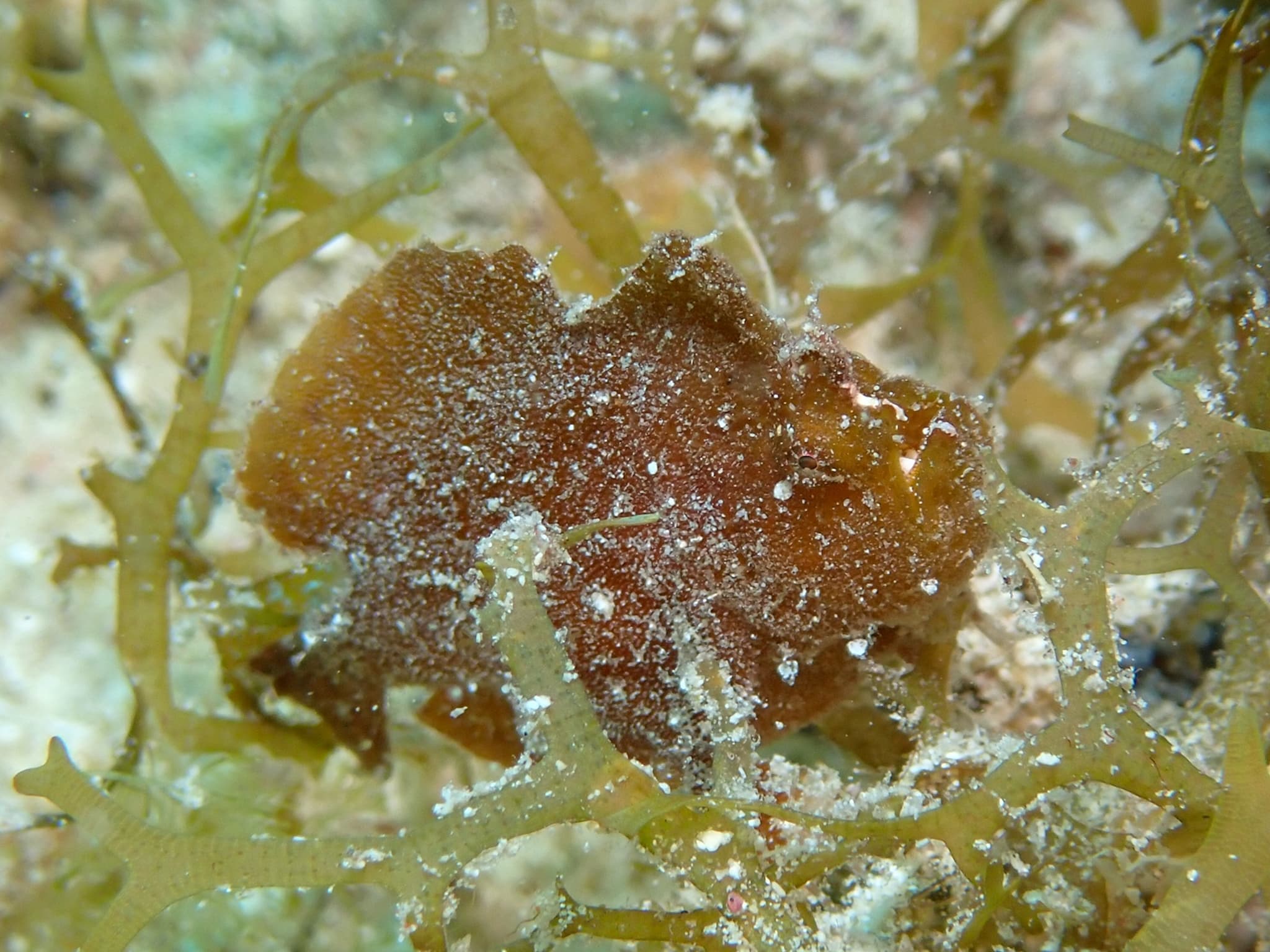 Dwarf Frogfish (Antennarius pauciradiatus), West Bay, Cayman Islands