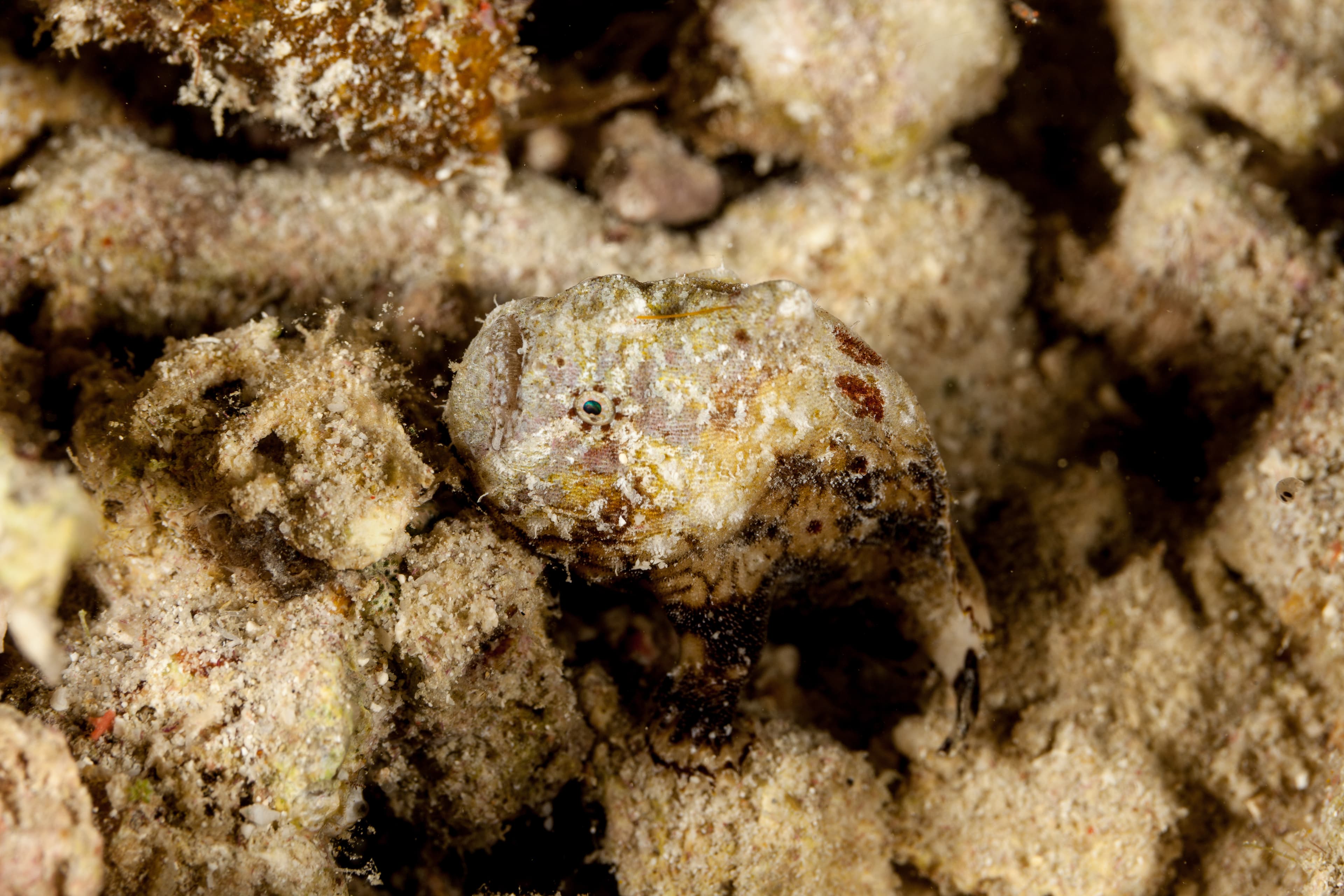 Tuberculated Frogfish (Antennatus tuberosus)