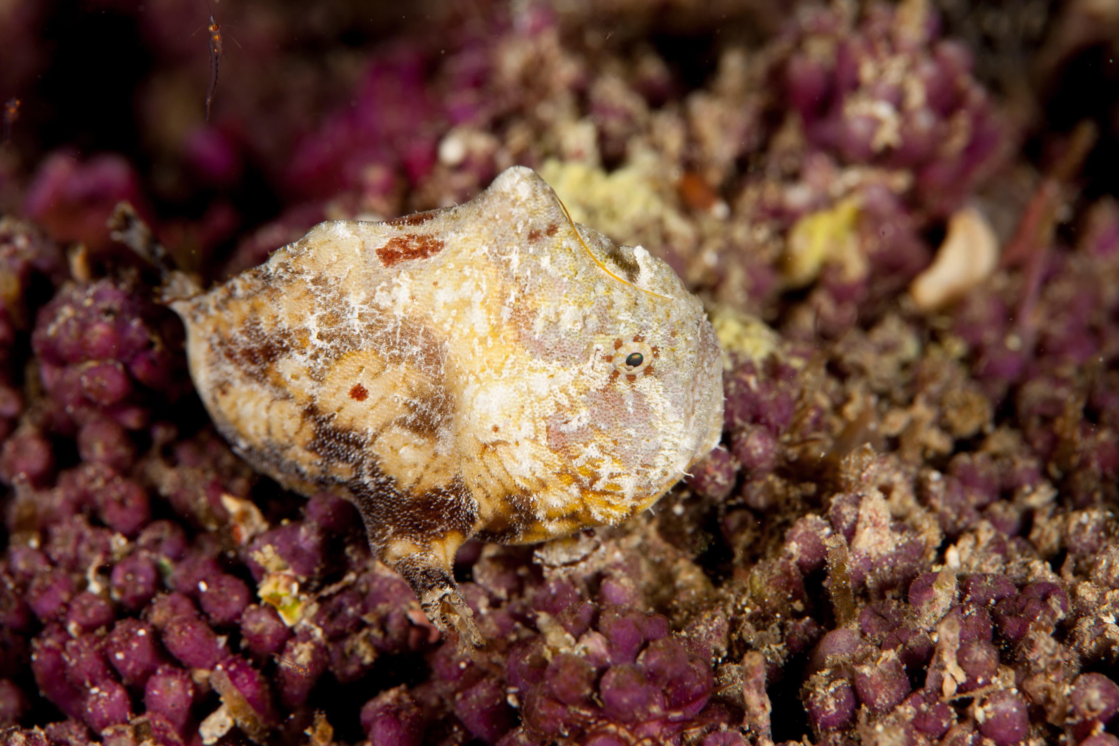 Tuberculated Frogfish (Antennatus tuberosus)