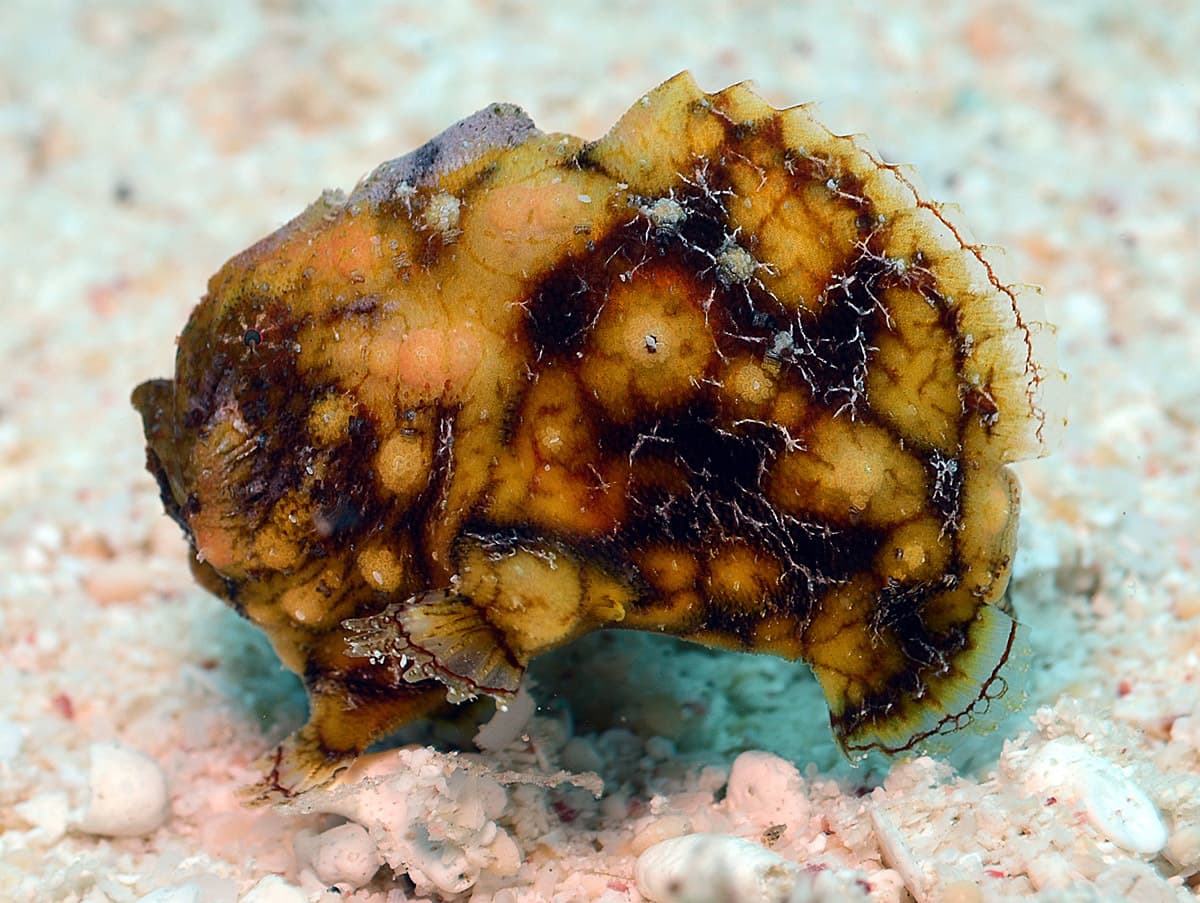 Tuberculated Frogfish (Antennatus tuberosus), Kwajalein Atoll, Marshall Islands