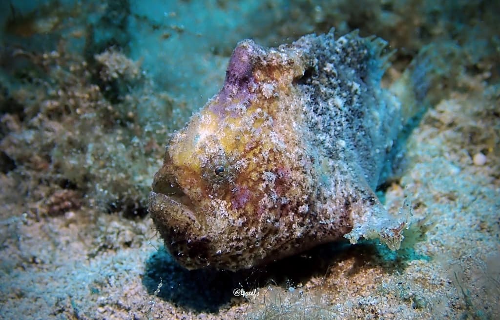 Tuberculated Frogfish (Antennatus tuberosus), Honolulu County, Hawaii