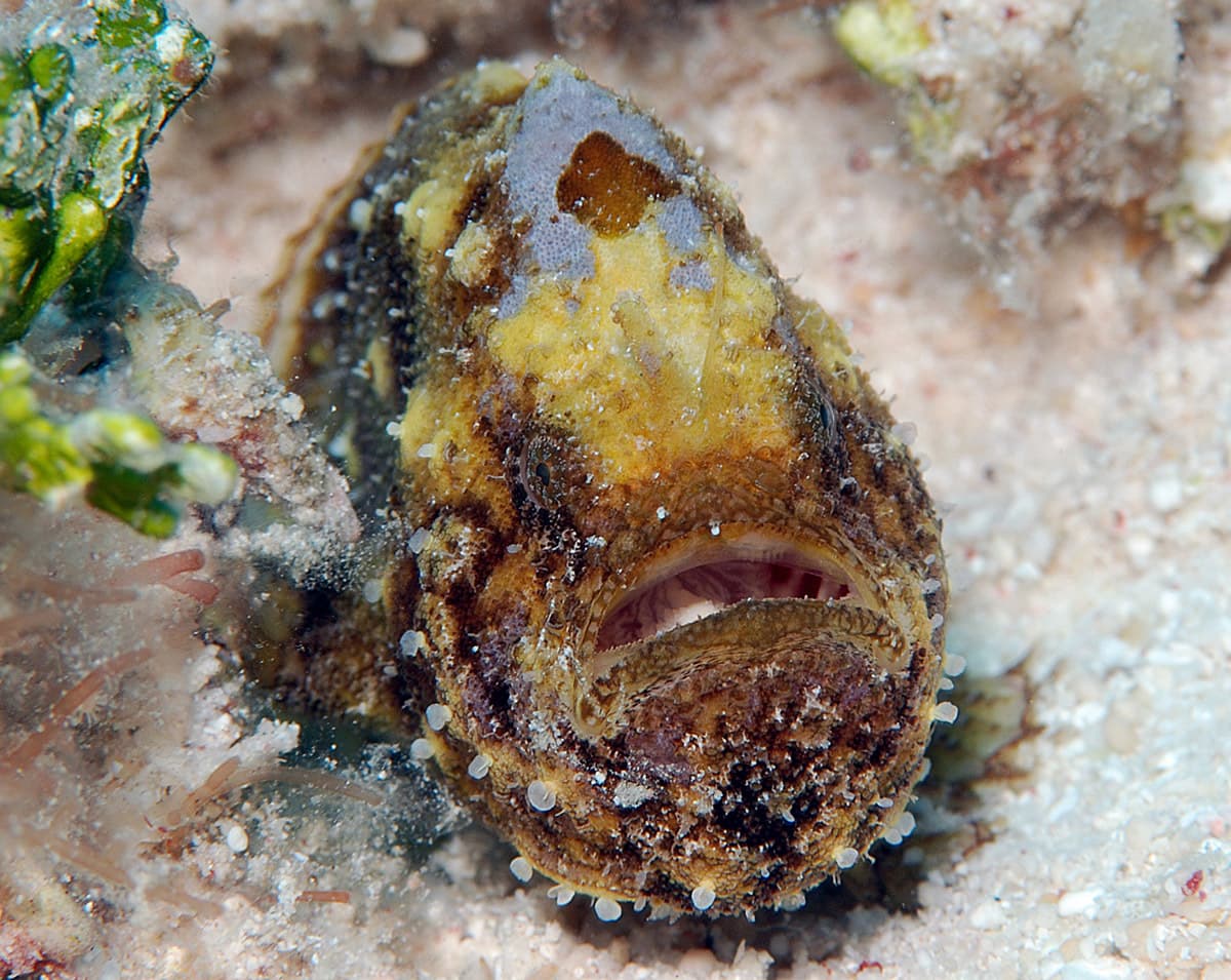 Tuberculated Frogfish (Antennatus tuberosus), Kwajalein Atoll, Marshall Islands