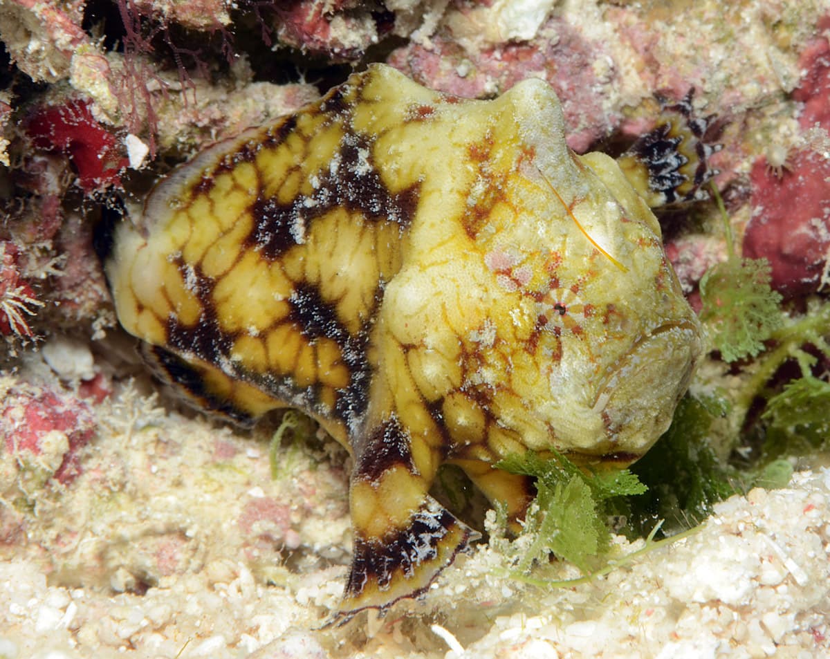 Tuberculated Frogfish (Antennatus tuberosus), Kwajalein Atoll, Marshall Islands