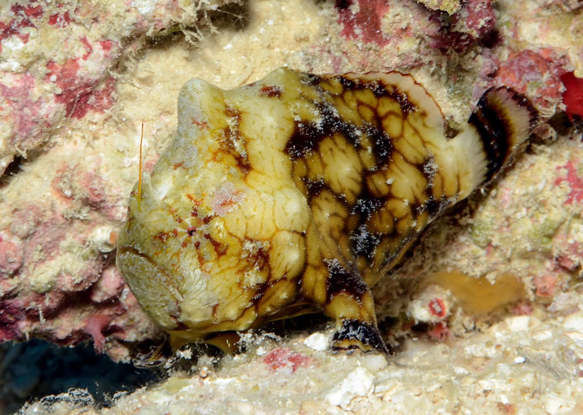 Tuberculated Frogfish (Antennatus tuberosus), Kwajalein Atoll, Marshall Islands