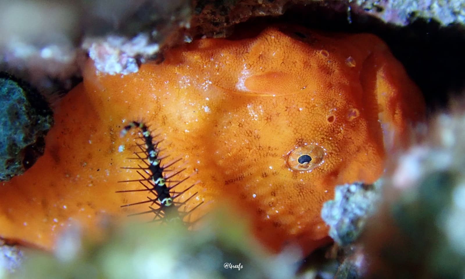 Tuberculated Frogfish (Antennatus tuberosus), Honolulu County, Hawaii