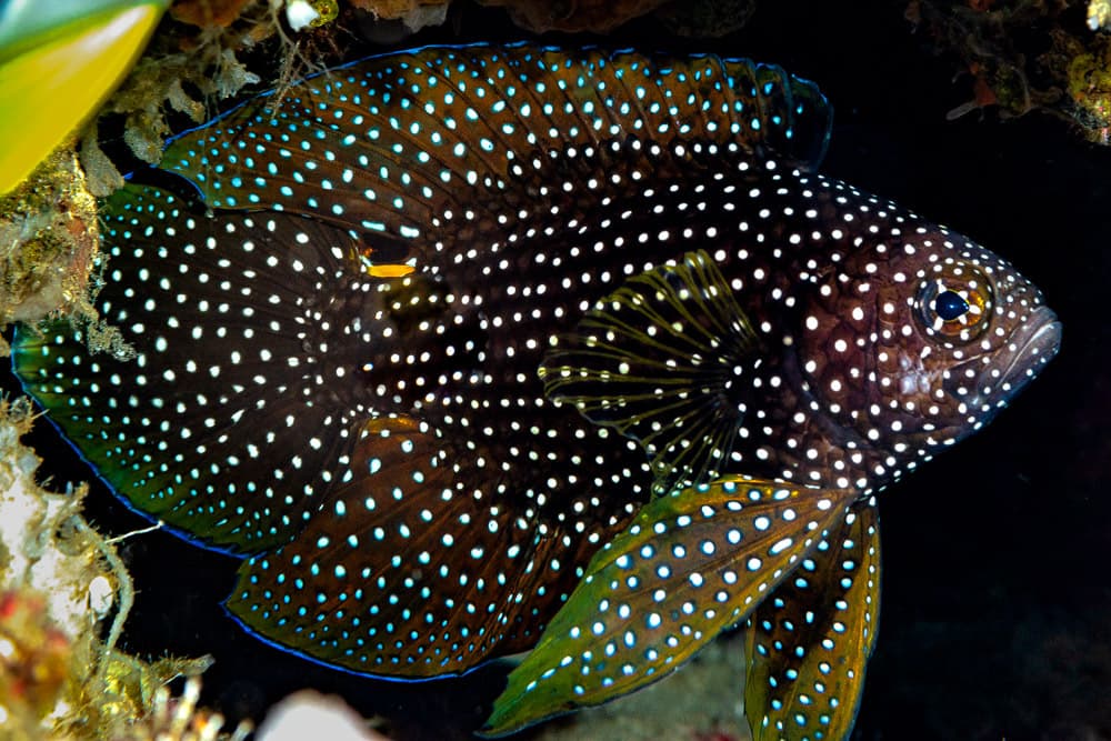 Comet (Calloplesiops altivelis), Manado, Bunaken (Laut), Sulawesi Utara, Indonesia