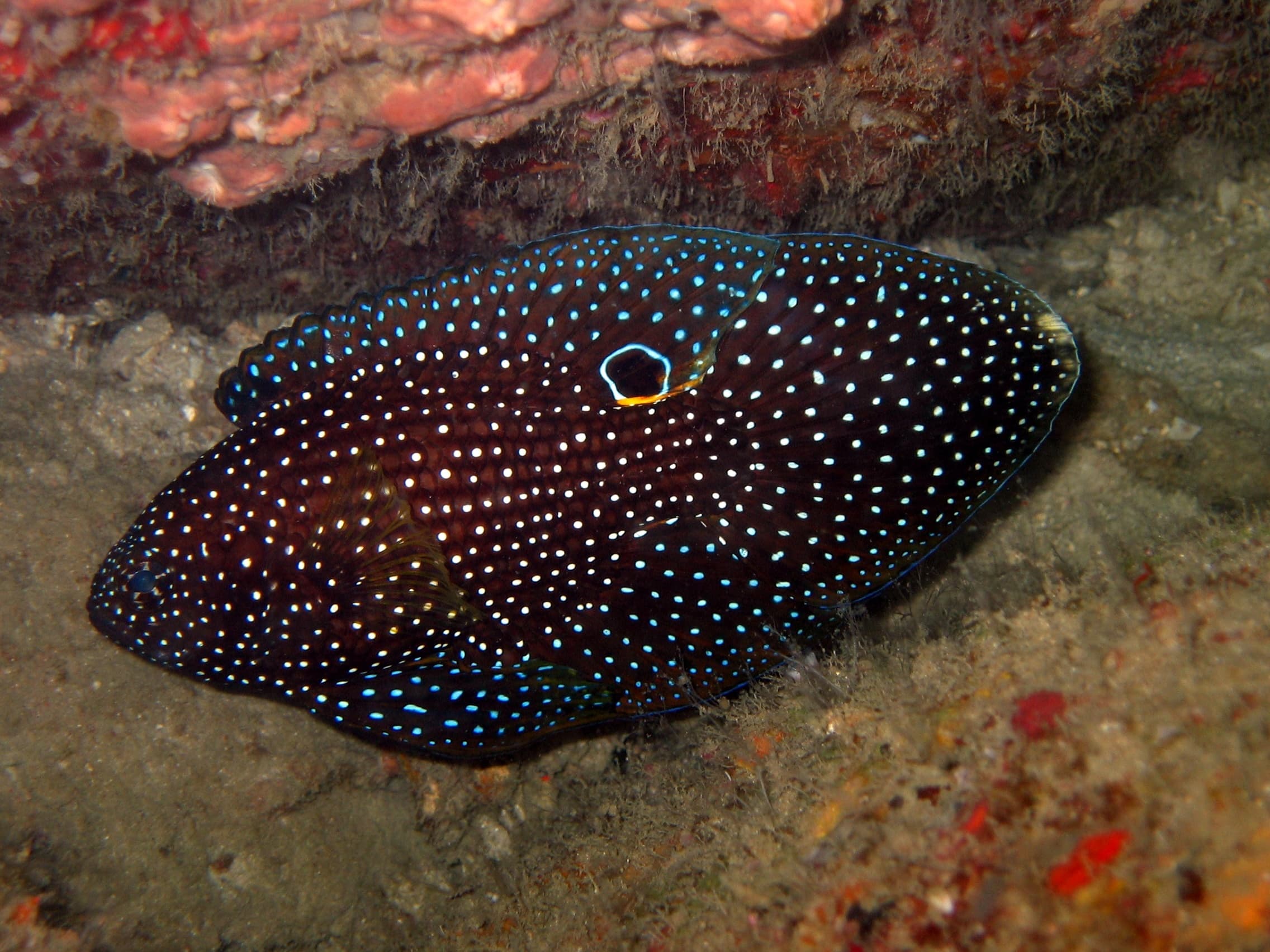 Comet (Calloplesiops altivelis)