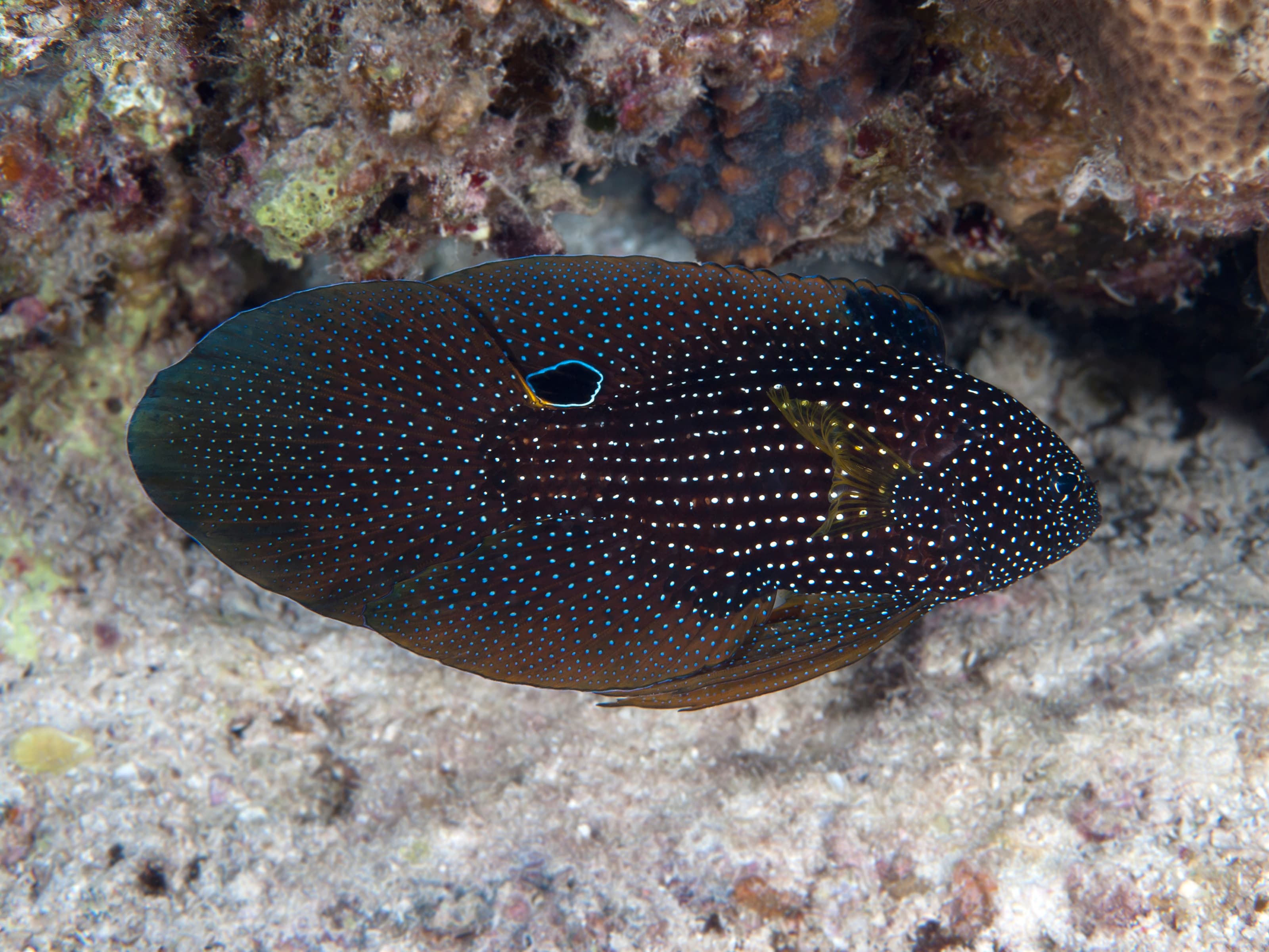 Comet (Calloplesiops altivelis), Red Sea