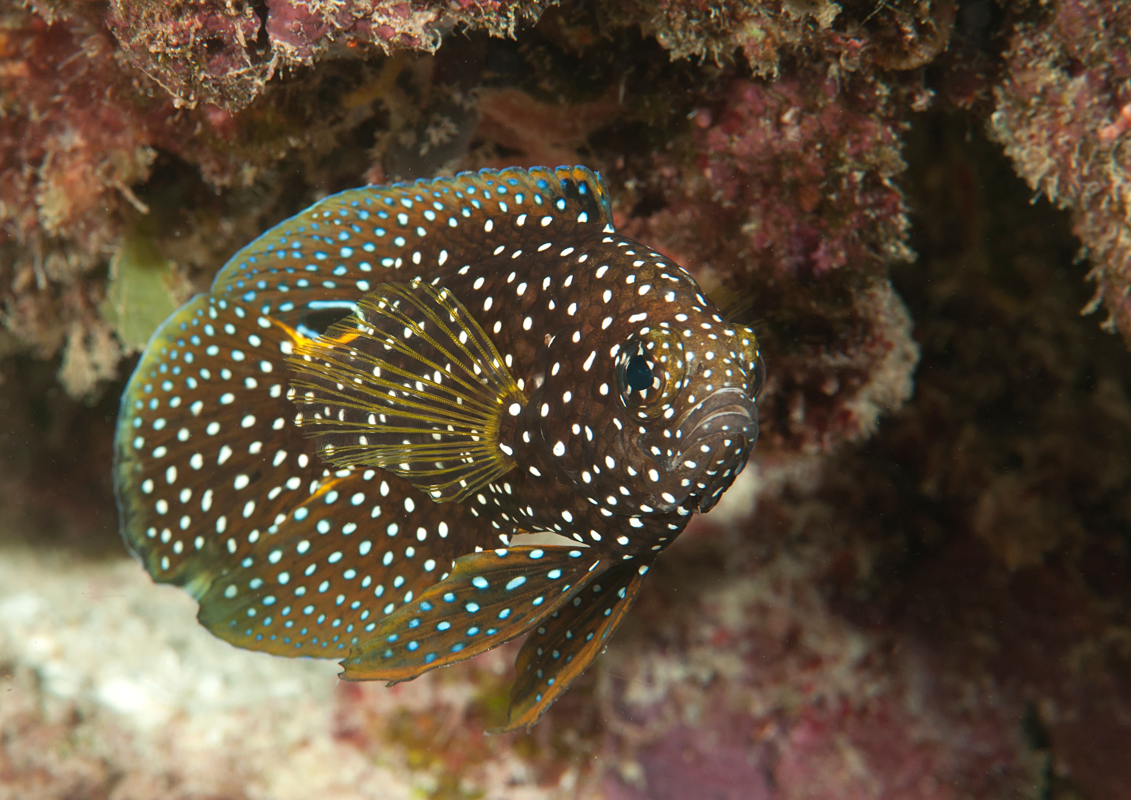 Comet (Calloplesiops altivelis), Bali, Indonesia