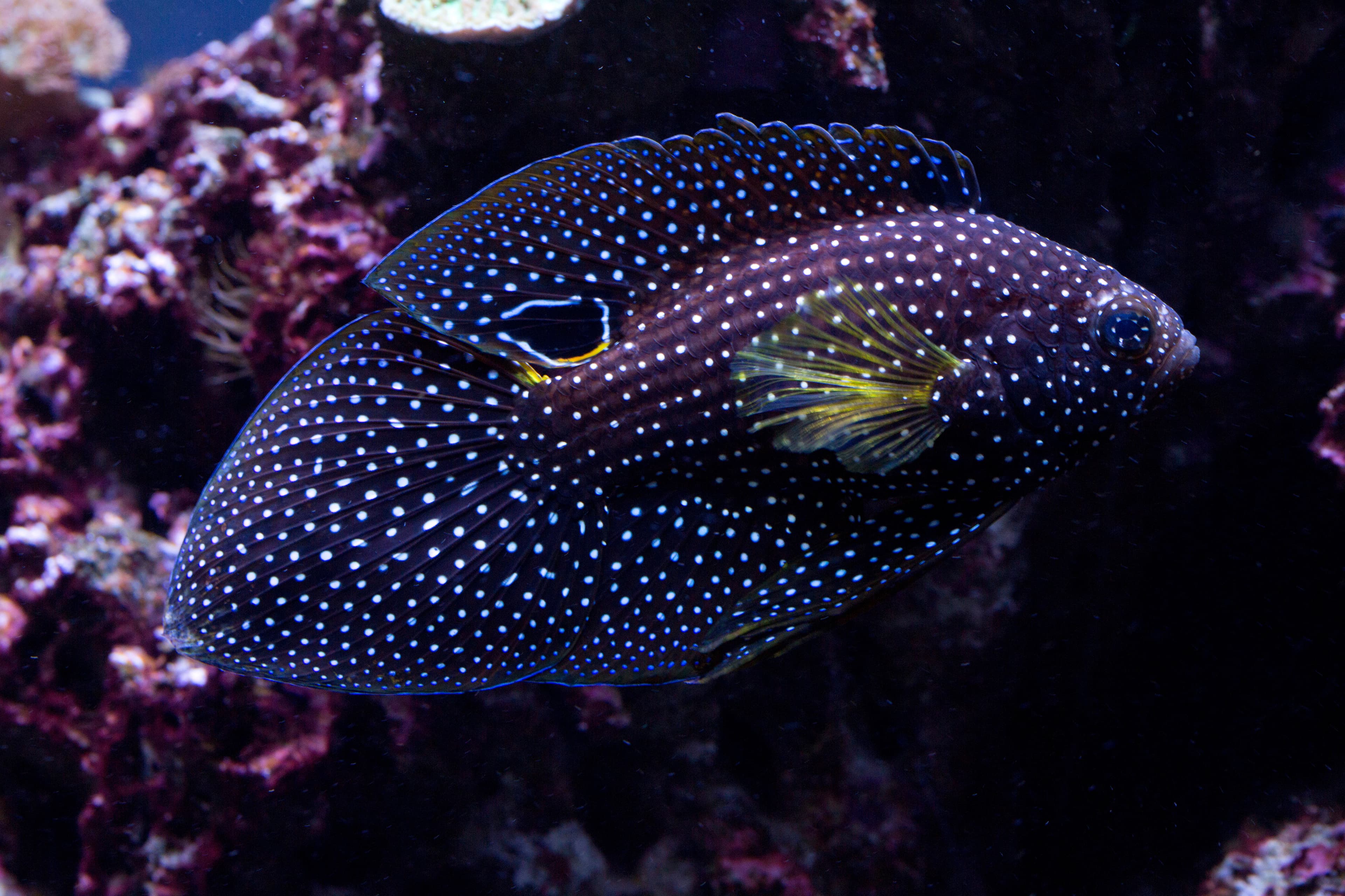 Comet (Calloplesiops altivelis)