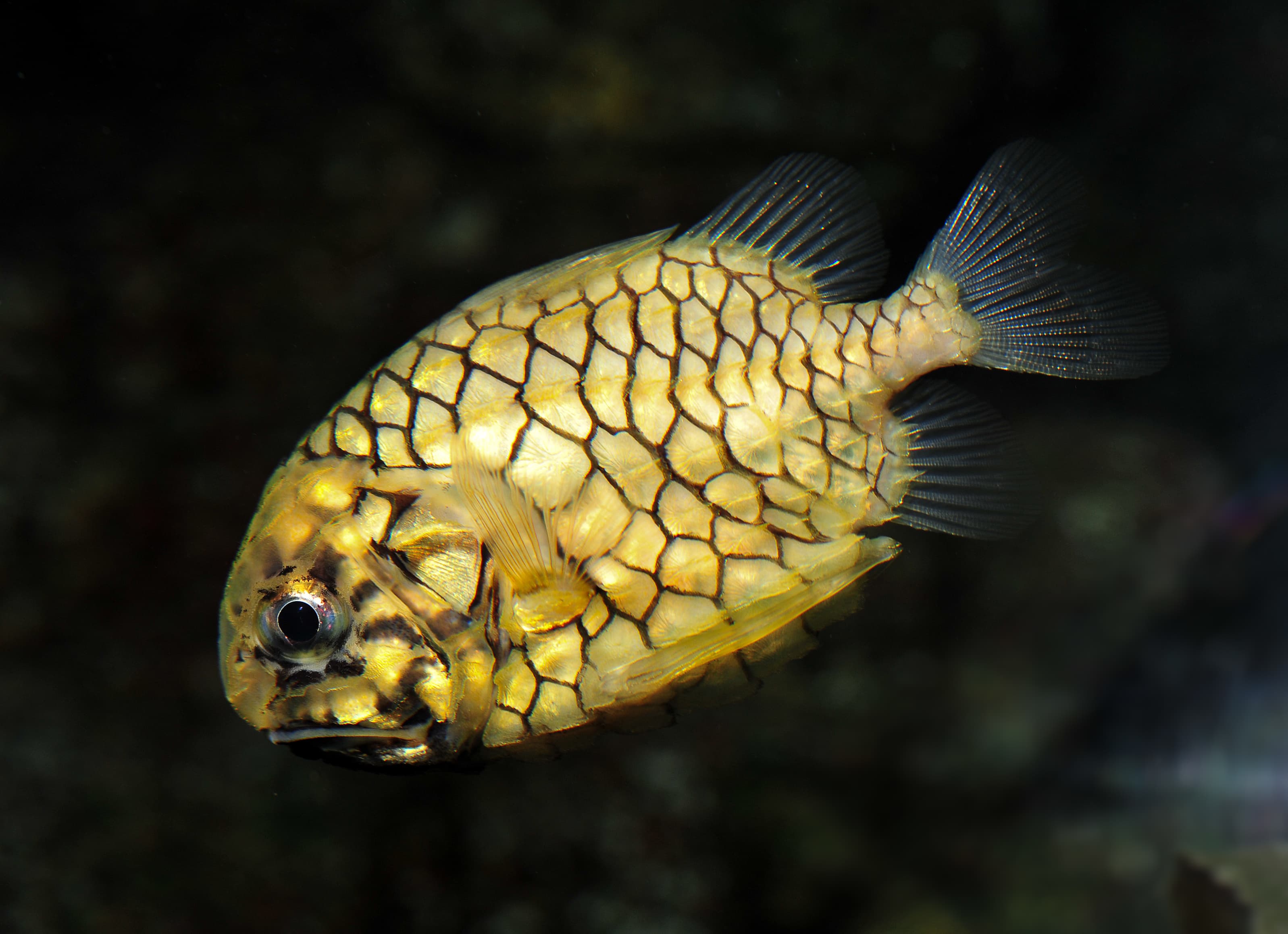 Pineapplefish (Cleidopus gloriamaris)