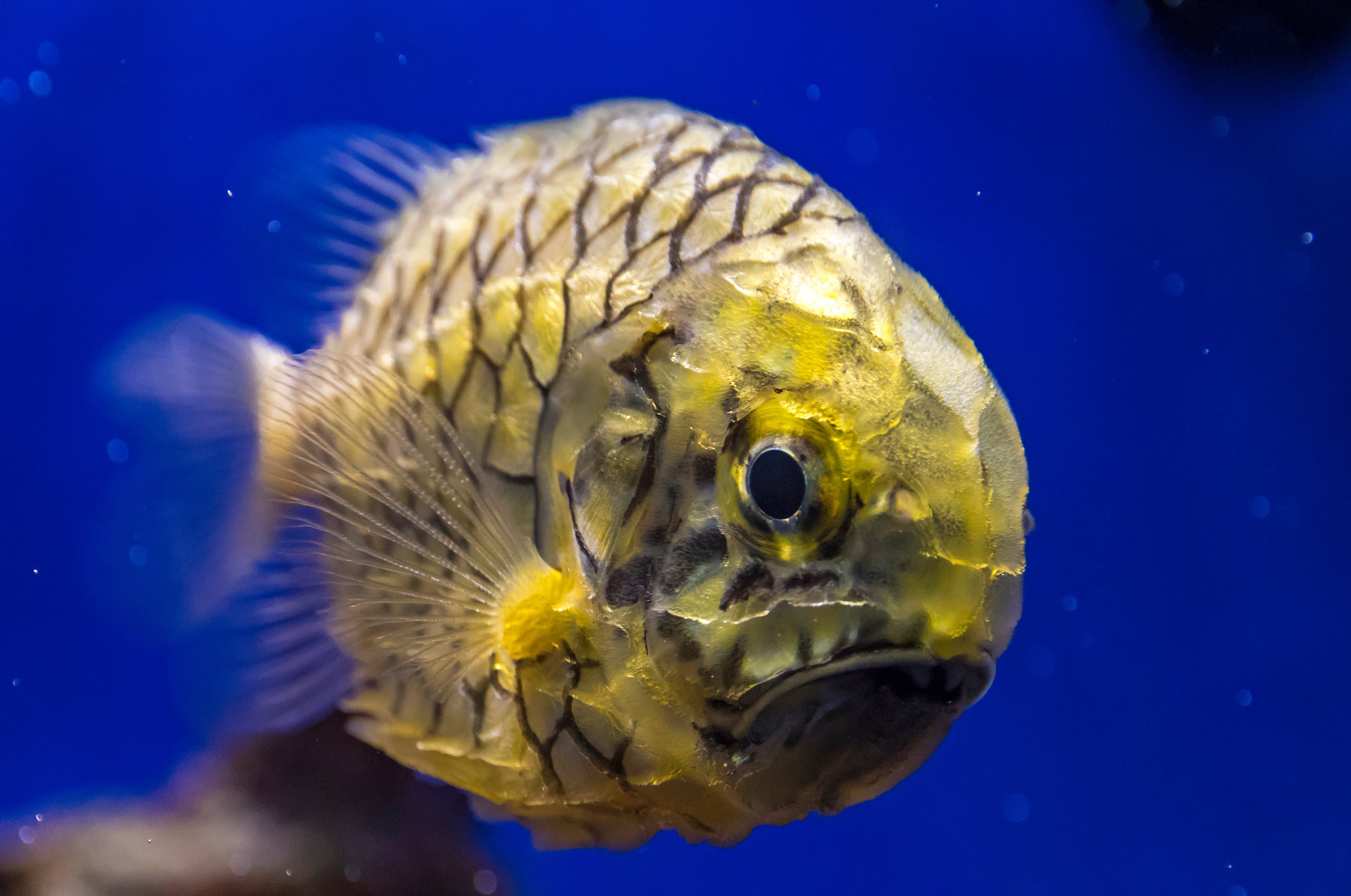 Pineapplefish (Cleidopus gloriamaris), also known as Knightfish, Coat-of-mail Fish or Pineconefish