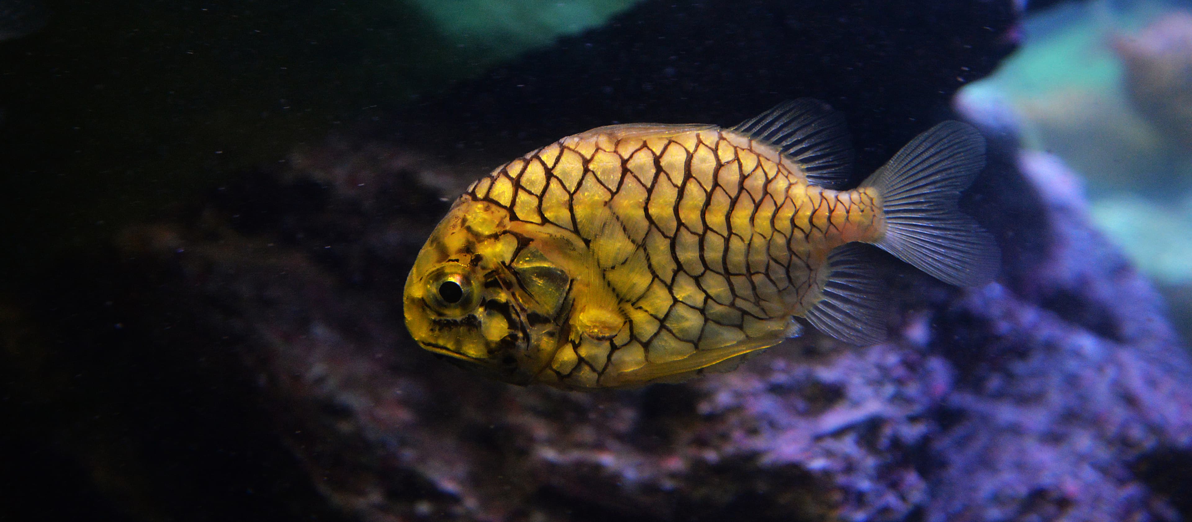 Pineapplefish (Cleidopus gloriamaris)