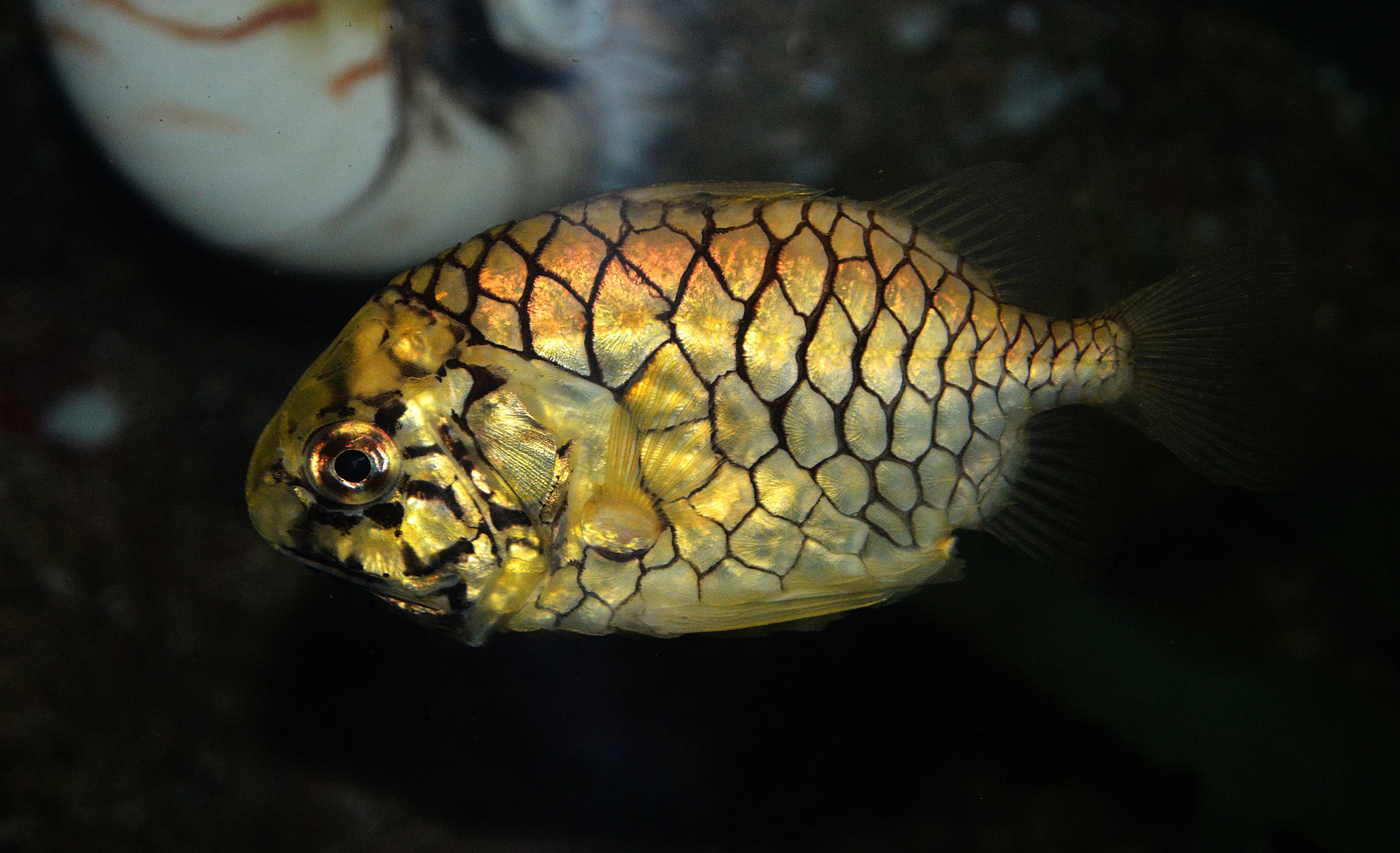 Pineapplefish (Cleidopus gloriamaris)