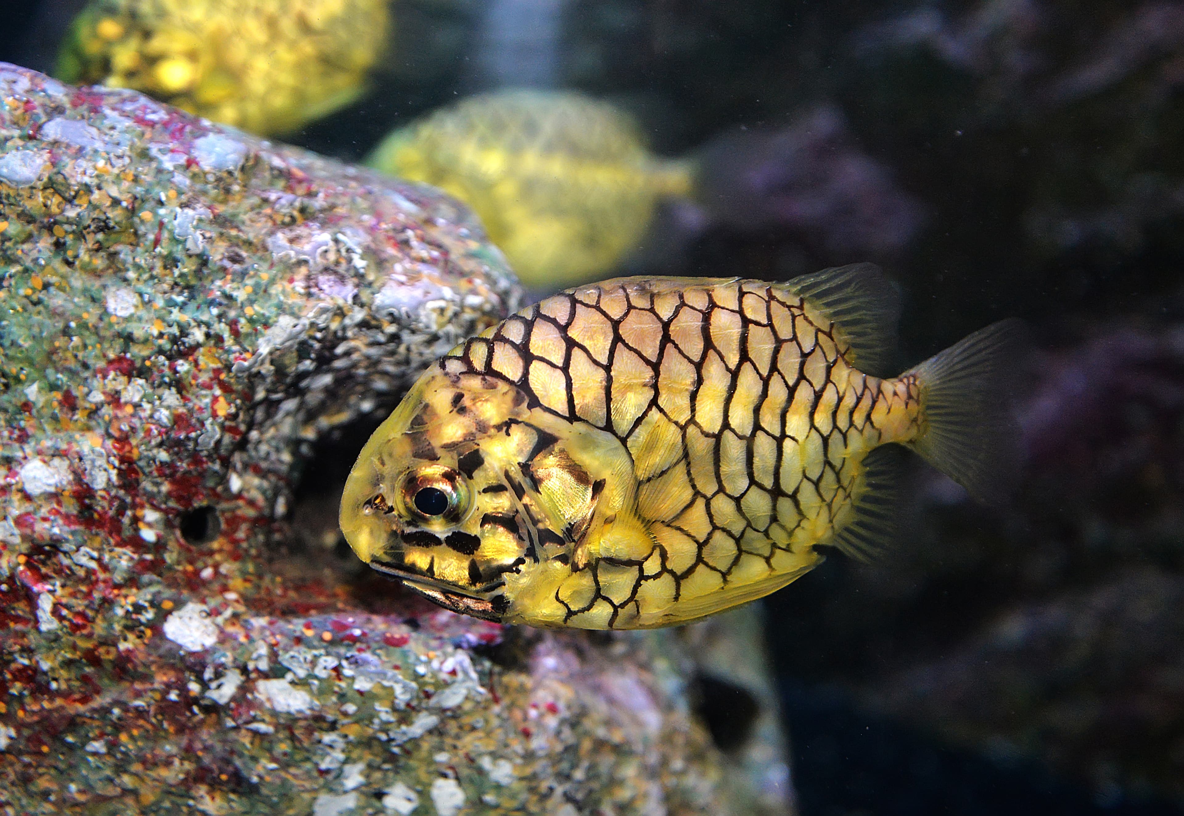 Pineapplefish (Cleidopus gloriamaris)