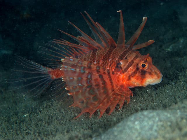 Bleeker's Lionfish (Ebosia bleekeri), Osezaki. Izuzuki Diver shared this photo, capturing the emotional moment of finally encountering this elusive fish. Noticing it lacked its signature 'eboshi' (hat), they expressed a new goal: to find a fully adorned male next.