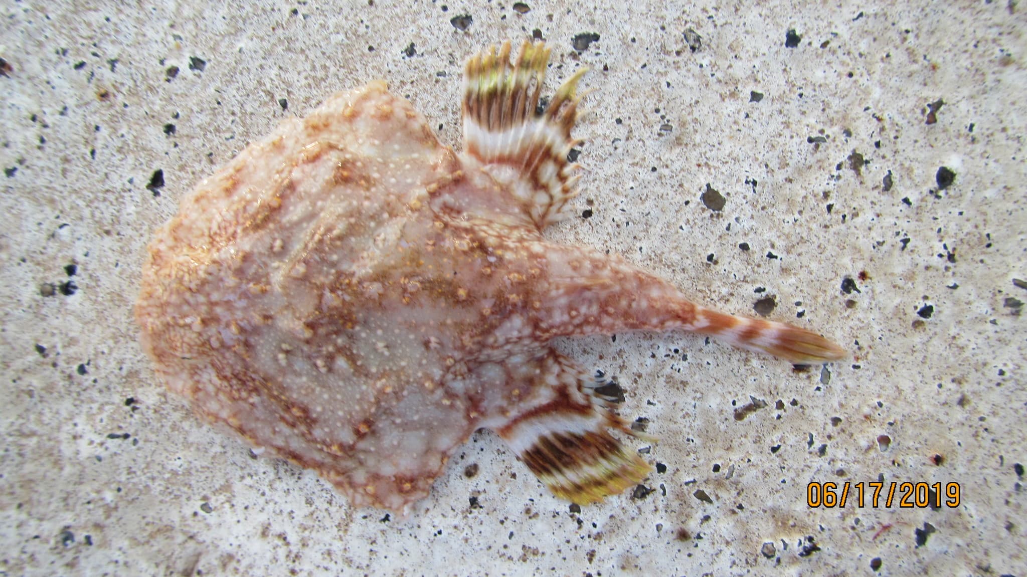 Pancake Batfish (Halieutichthys aculeatus)