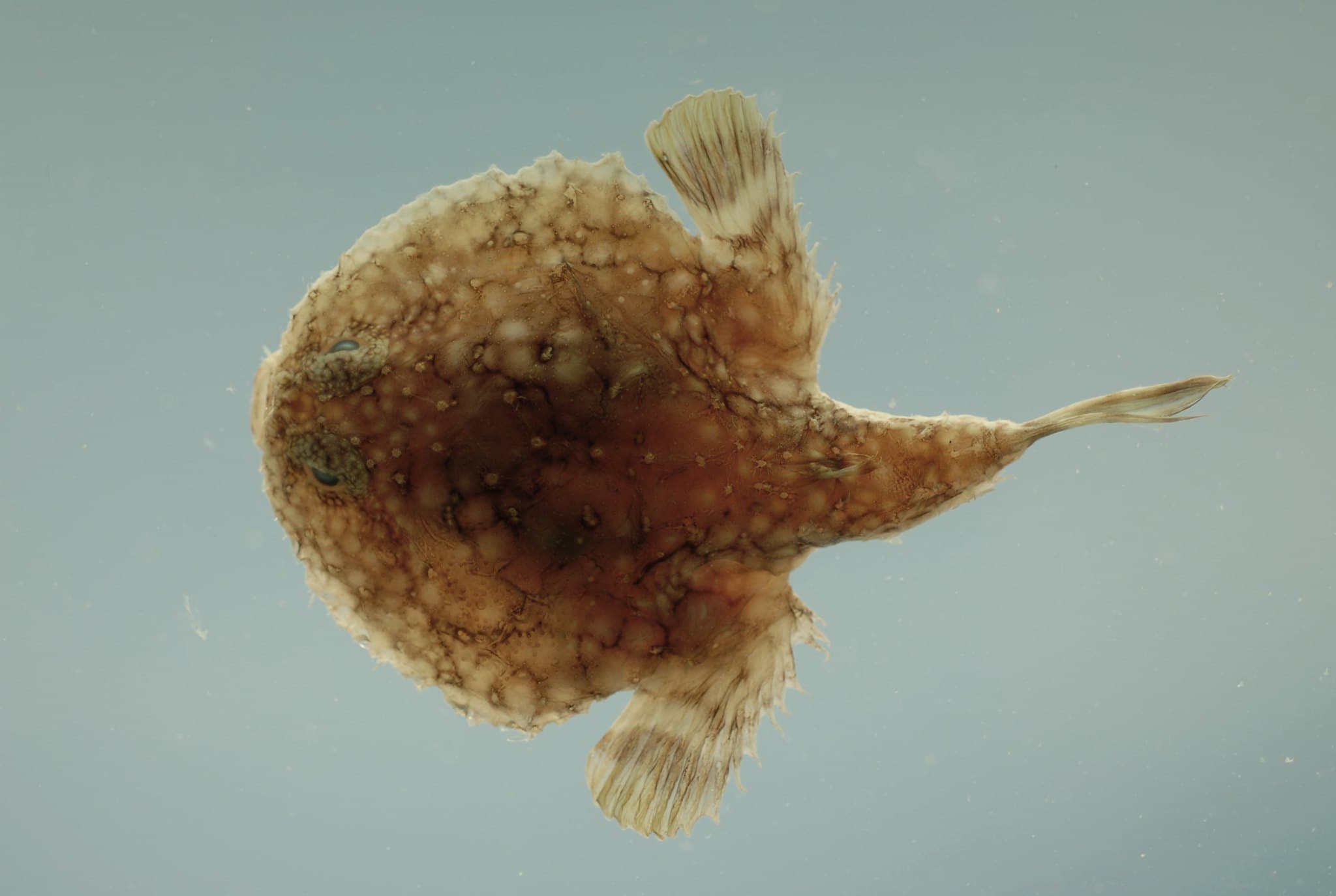 Pancake Batfish (Halieutichthys aculeatus), Gulf of Mexico