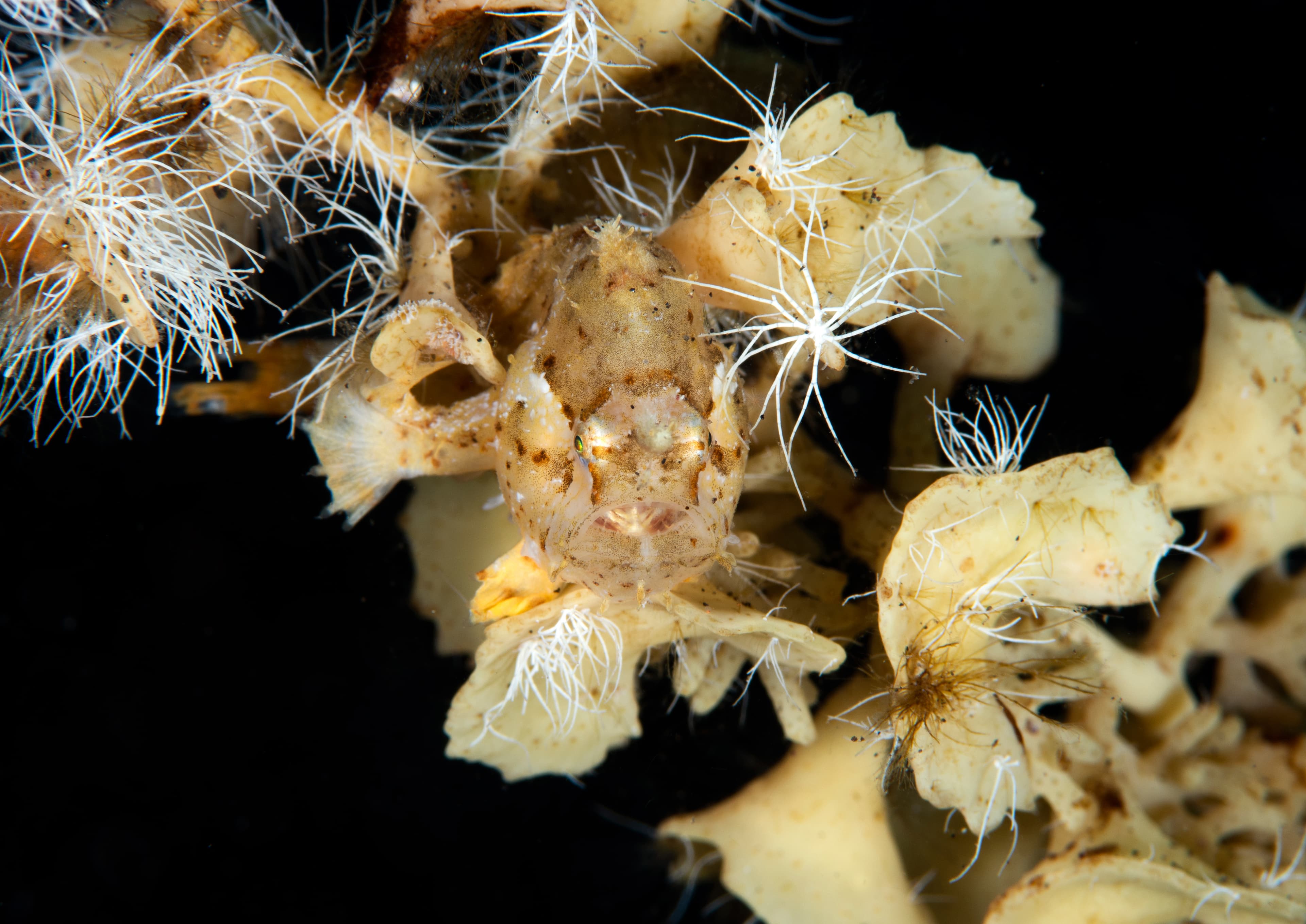 A rare Sargassum Frogfish (Histrio histrio). Tulamben, Bali, Indonesia