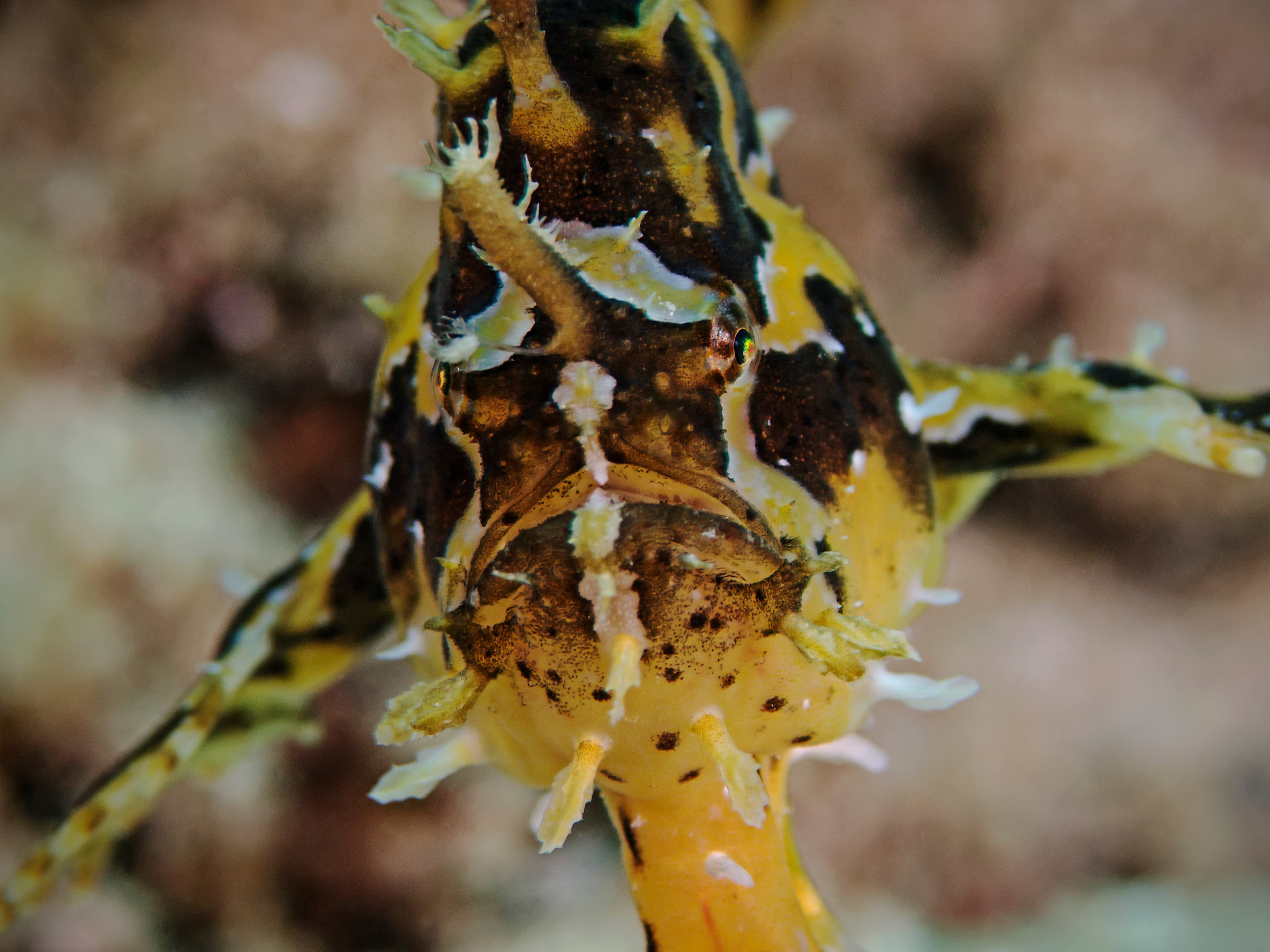 Sargassum Frogfish (Histrio histrio)