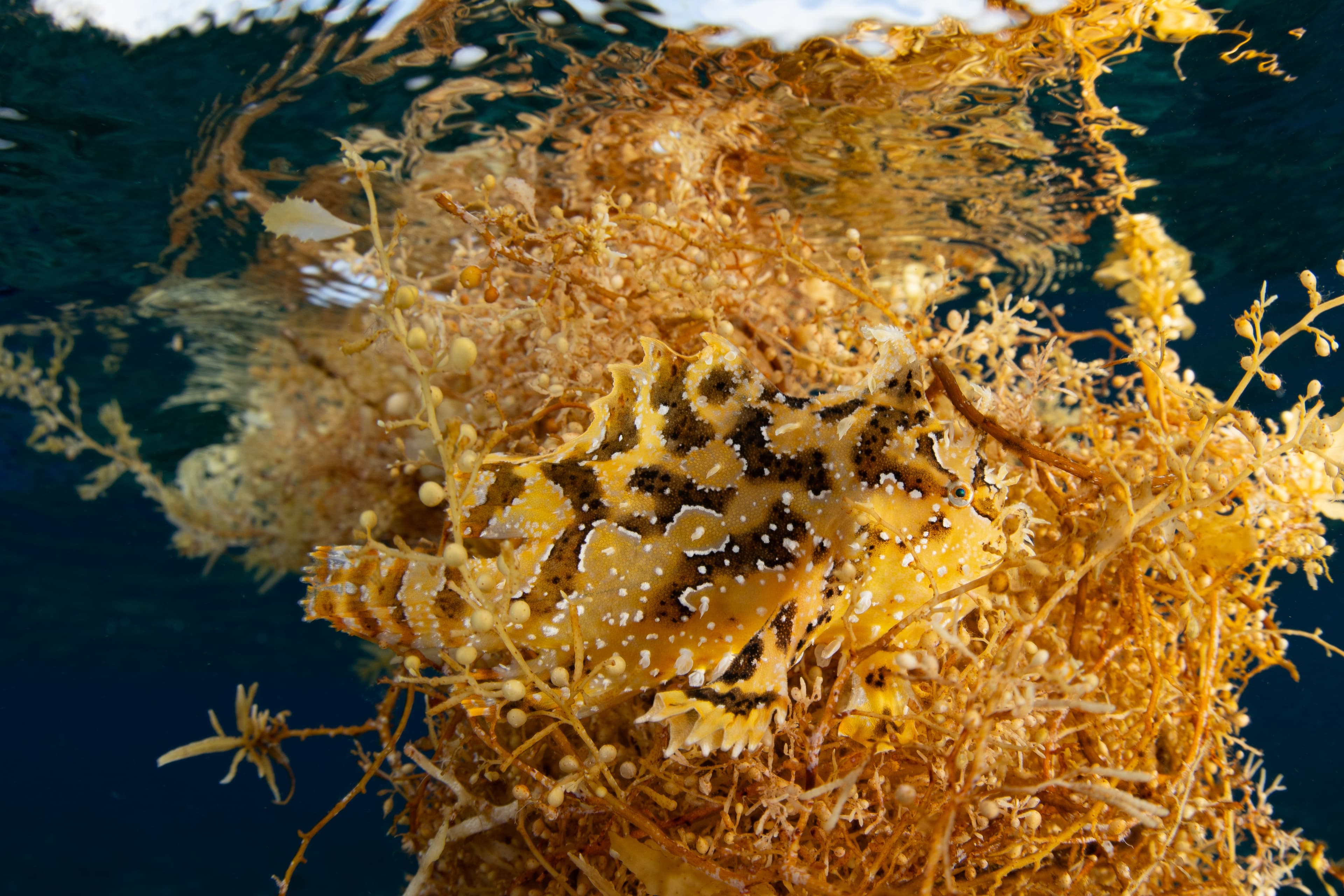 A well-camouflaged Sargassum Frogfish (Histrio histrio), blends in with floating algae in the tropical Pacific Ocean