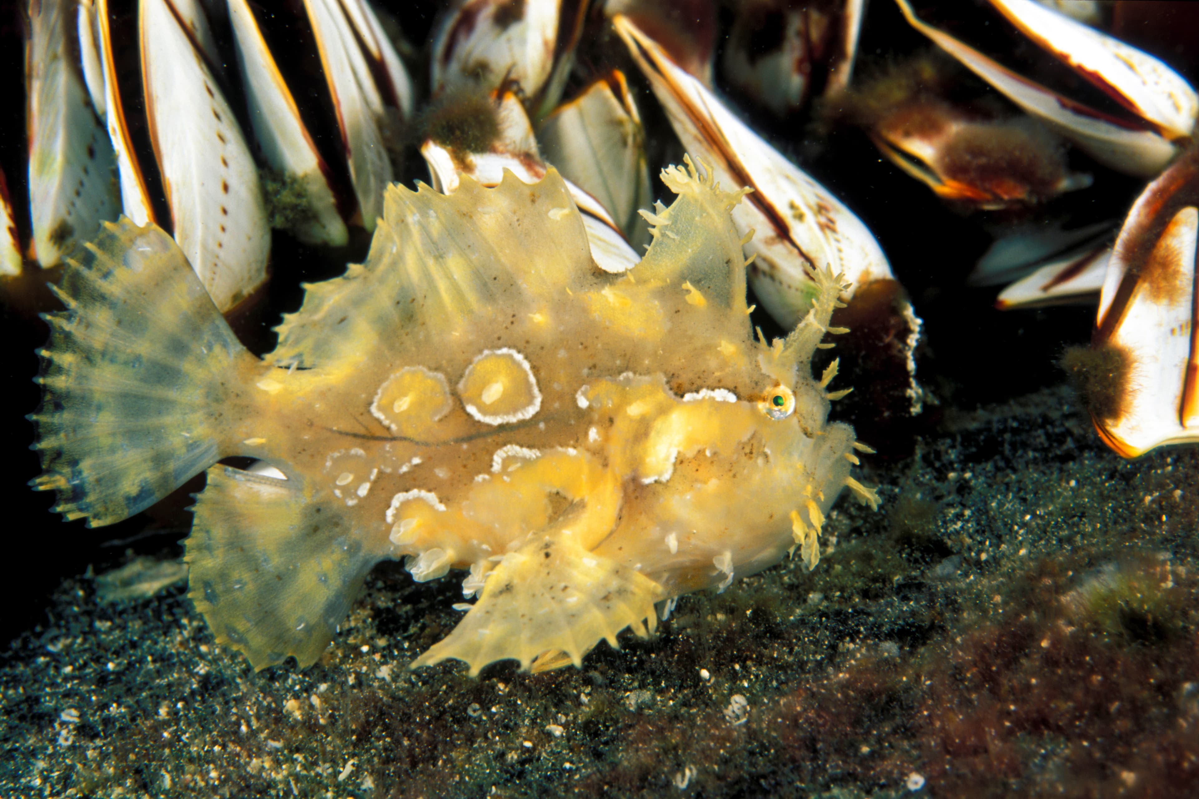 Sargassum Frogfish (Histrio histrio), on a drifting log between barnacles, Sulawesi Indonesia