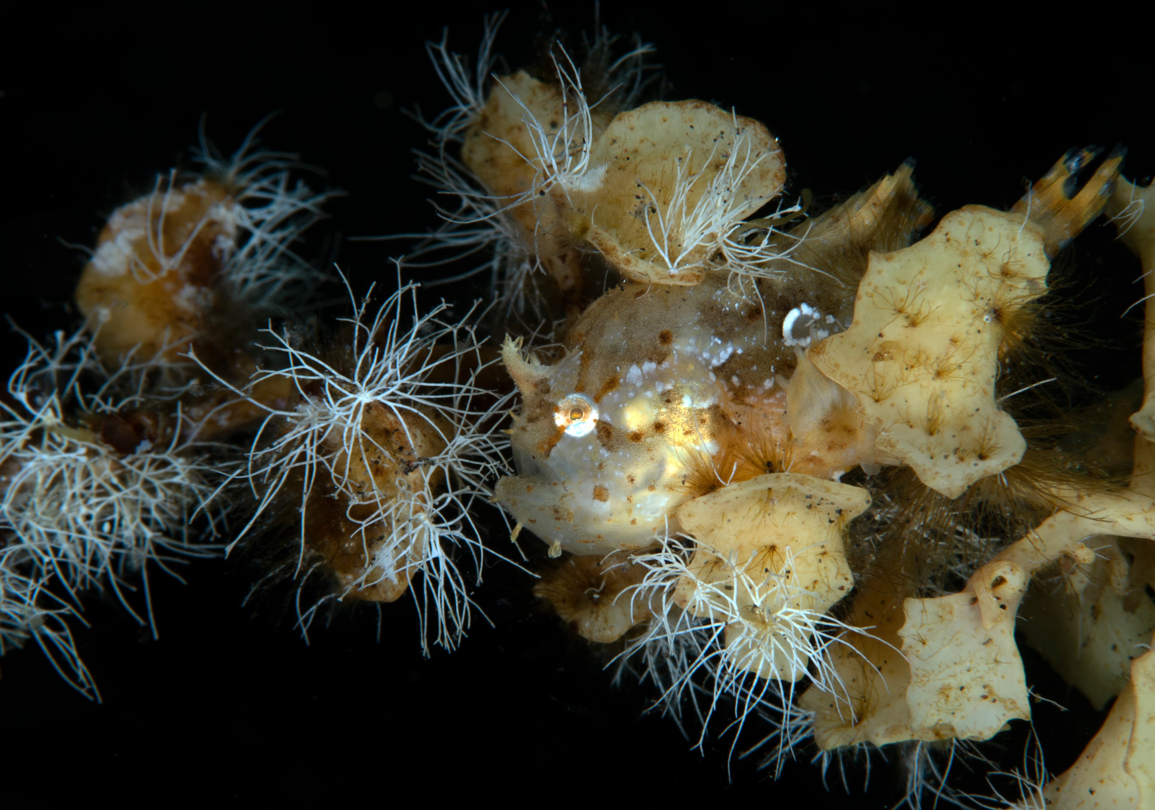 A rare Sargassum Frogfish (Histrio histrio). Tulamben, Bali, Indonesia