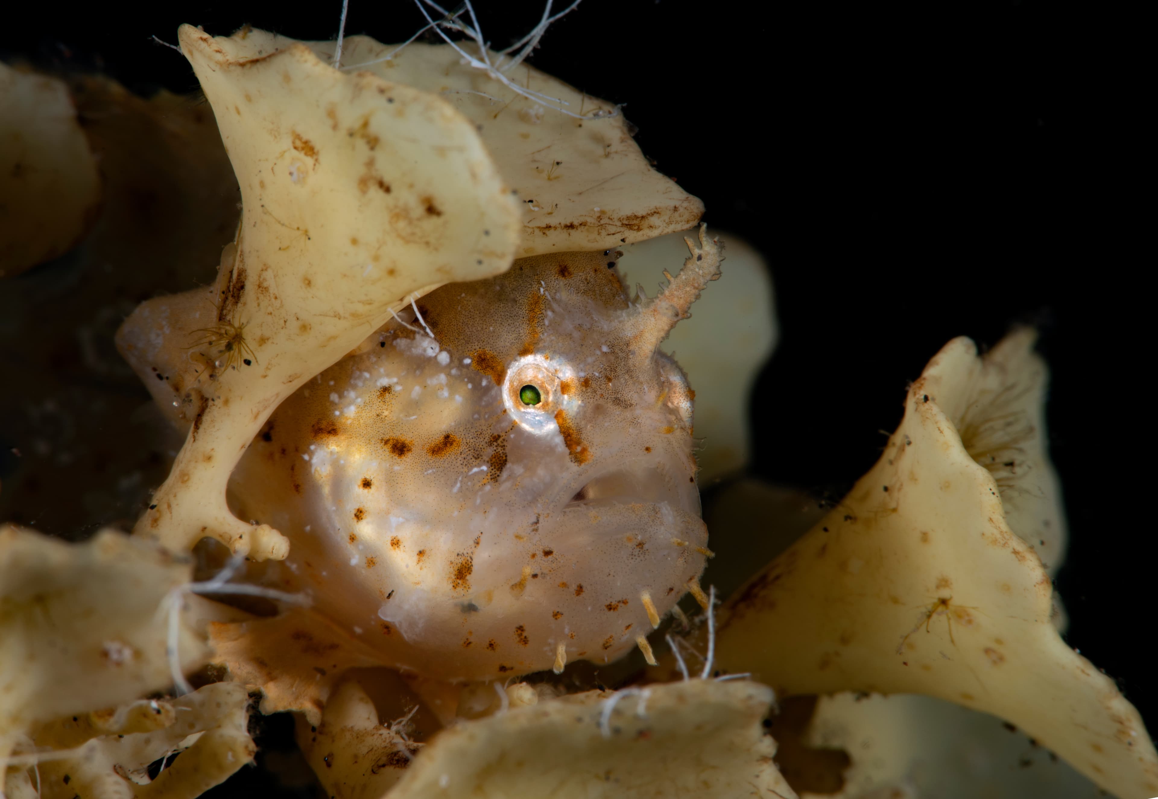 A rare Sargassum Frogfish (Histrio histrio). Tulamben, Bali, Indonesia