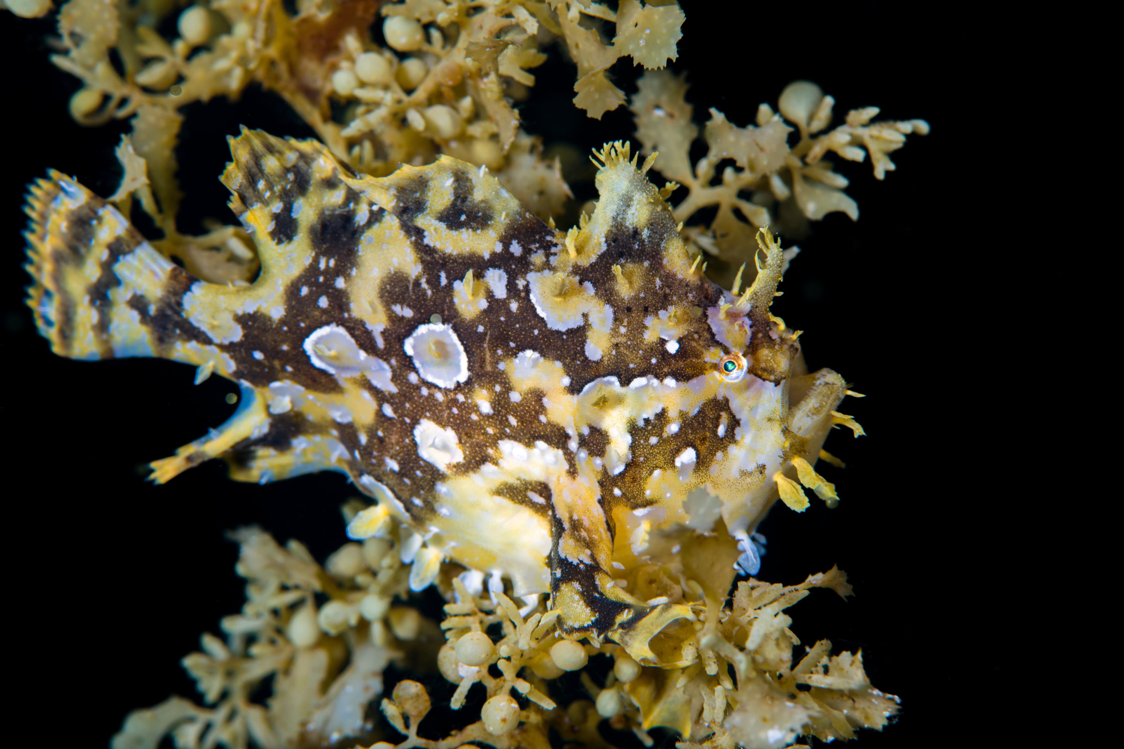 A rare Sargassum Frogfish (Histrio histrio). Tulamben, Bali, Indonesia