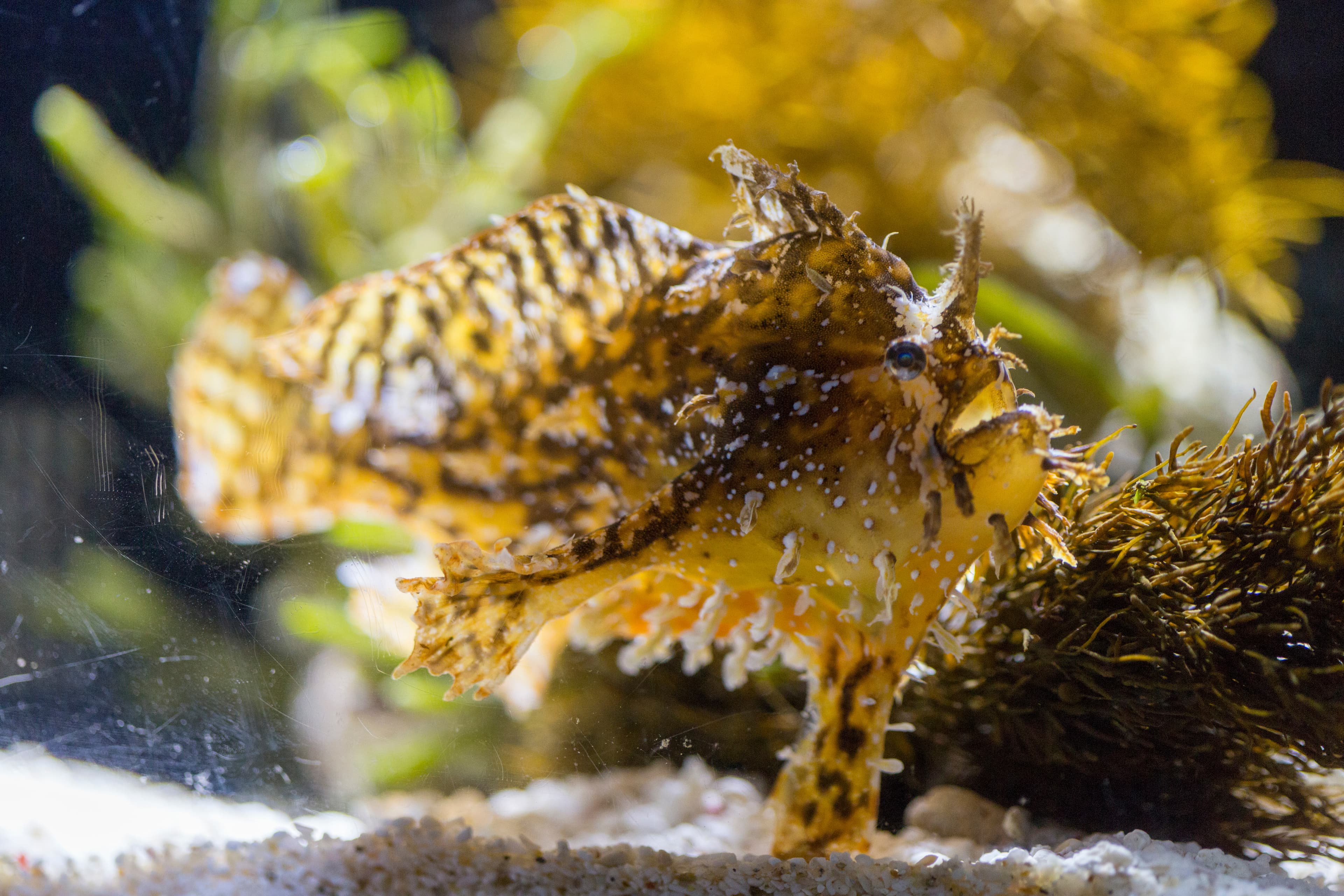 Sargassum Frogfish (Histrio histrio)