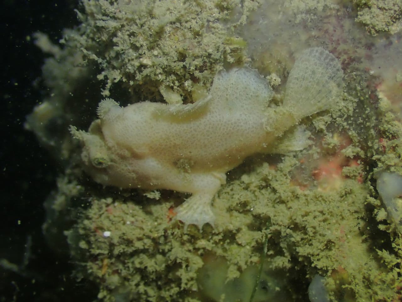 Three-spot Frogfish (Lophiocharon trisignatus), Singapore