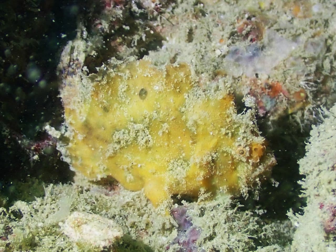 Three-spot Frogfish (Lophiocharon trisignatus), Singapore