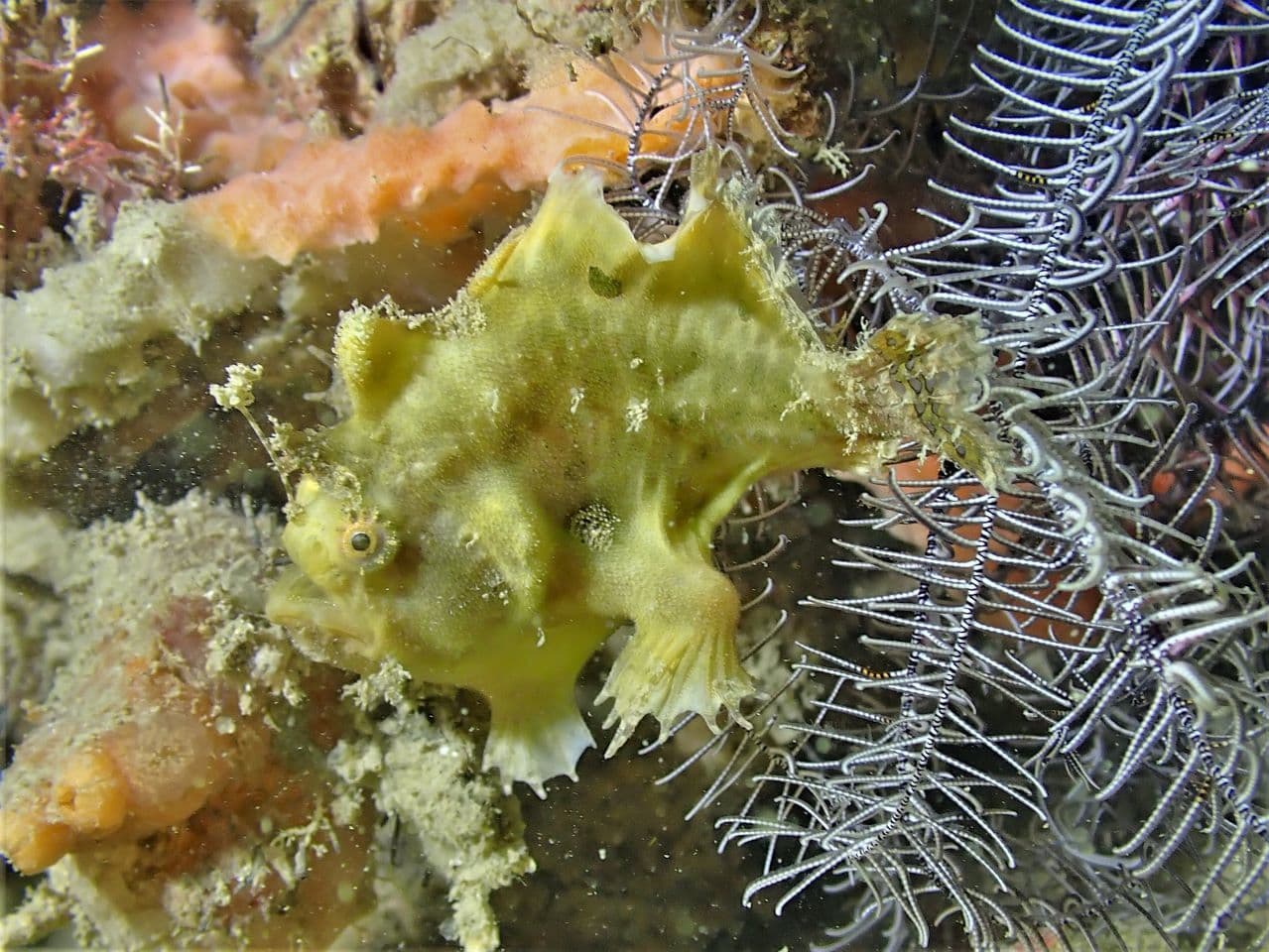 Three-spot Frogfish (Lophiocharon trisignatus), Singapore