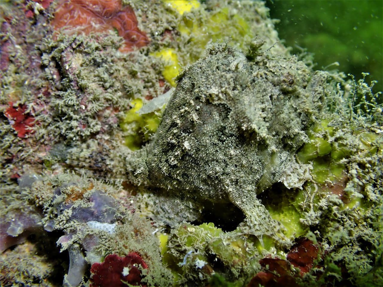 Three-spot Frogfish (Lophiocharon trisignatus), Singapore