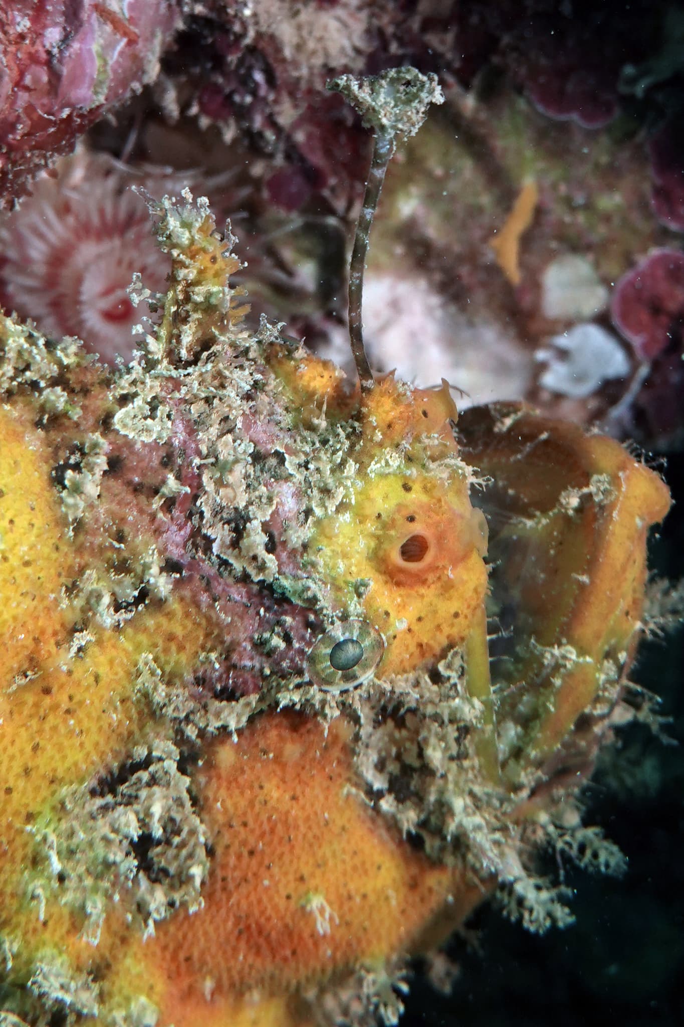 Three-spot Frogfish (Lophiocharon trisignatus), Exmouth, WA, Australia