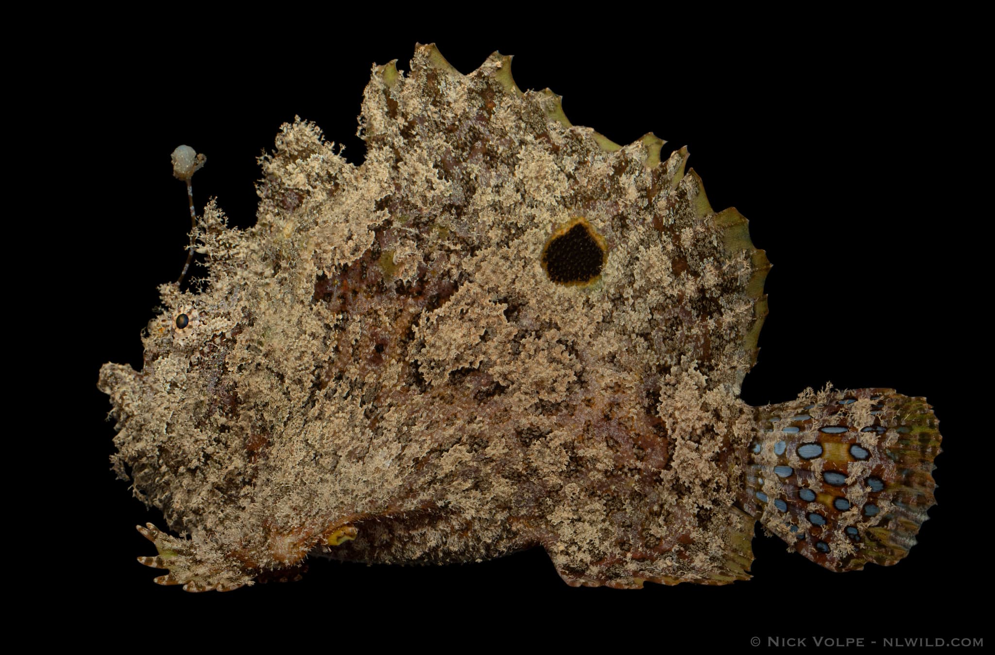 Three-spot Frogfish (Lophiocharon trisignatus), Channel Island, NT, Australia