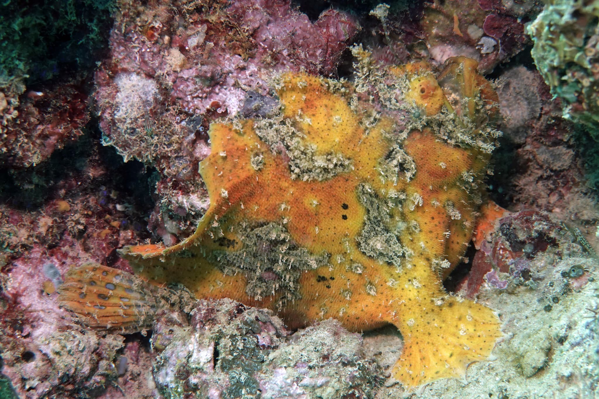 Three-spot Frogfish (Lophiocharon trisignatus), Exmouth, WA, Australia