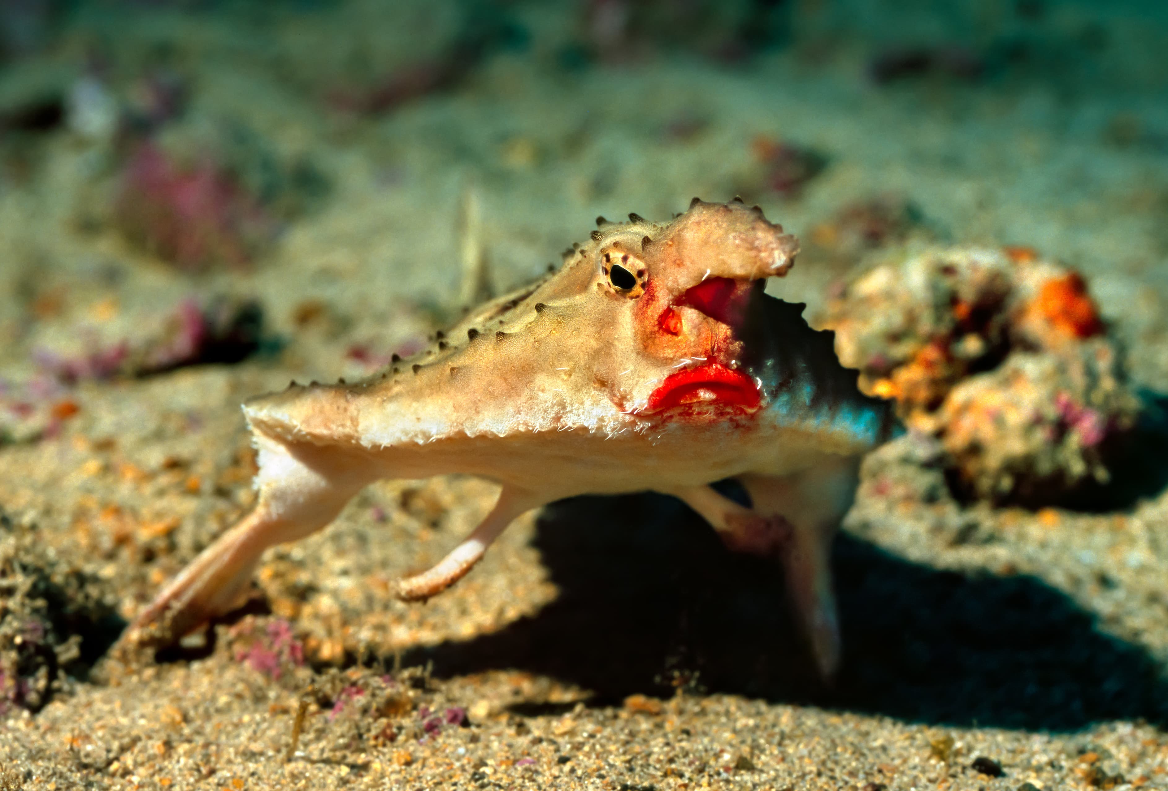 Red-lipped Batfish (Ogcocephalus darwini), Wolf island, Galapagos (46m)