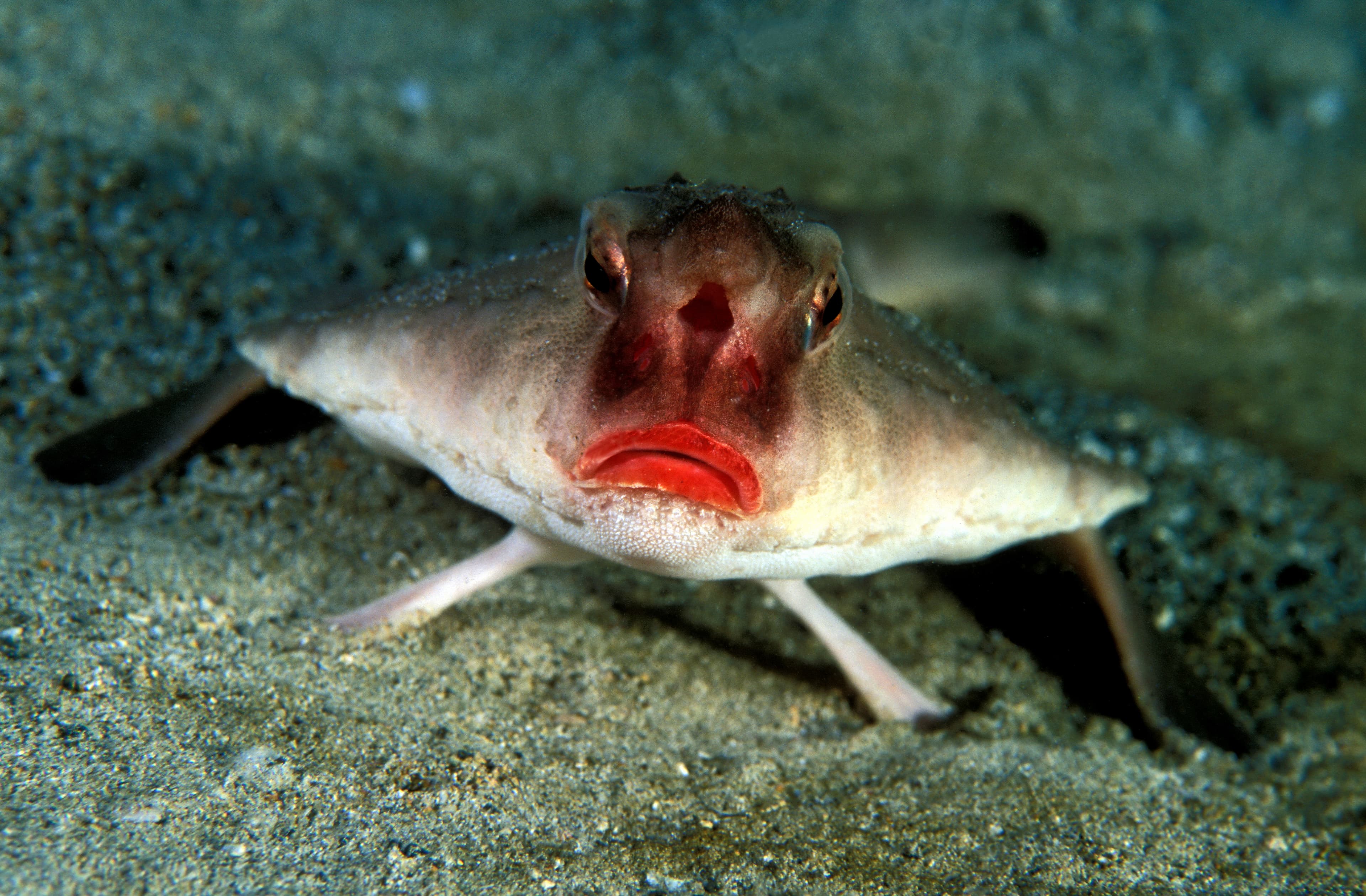 Red-lipped Batfish (Ogcocephalus darwini), Galapagos Islands, Ecuador