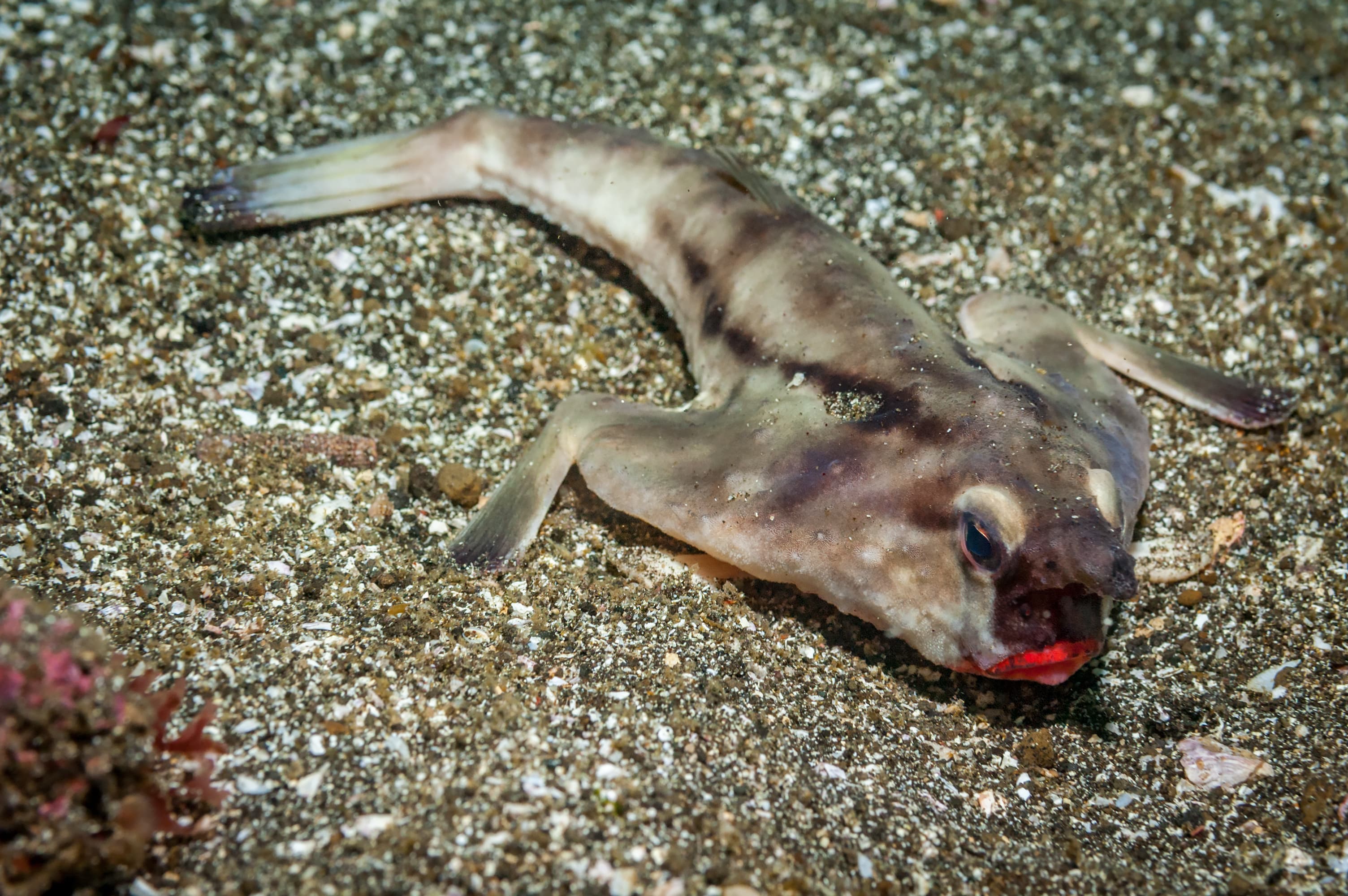 Red-lipped Batfish (Ogcocephalus darwini)