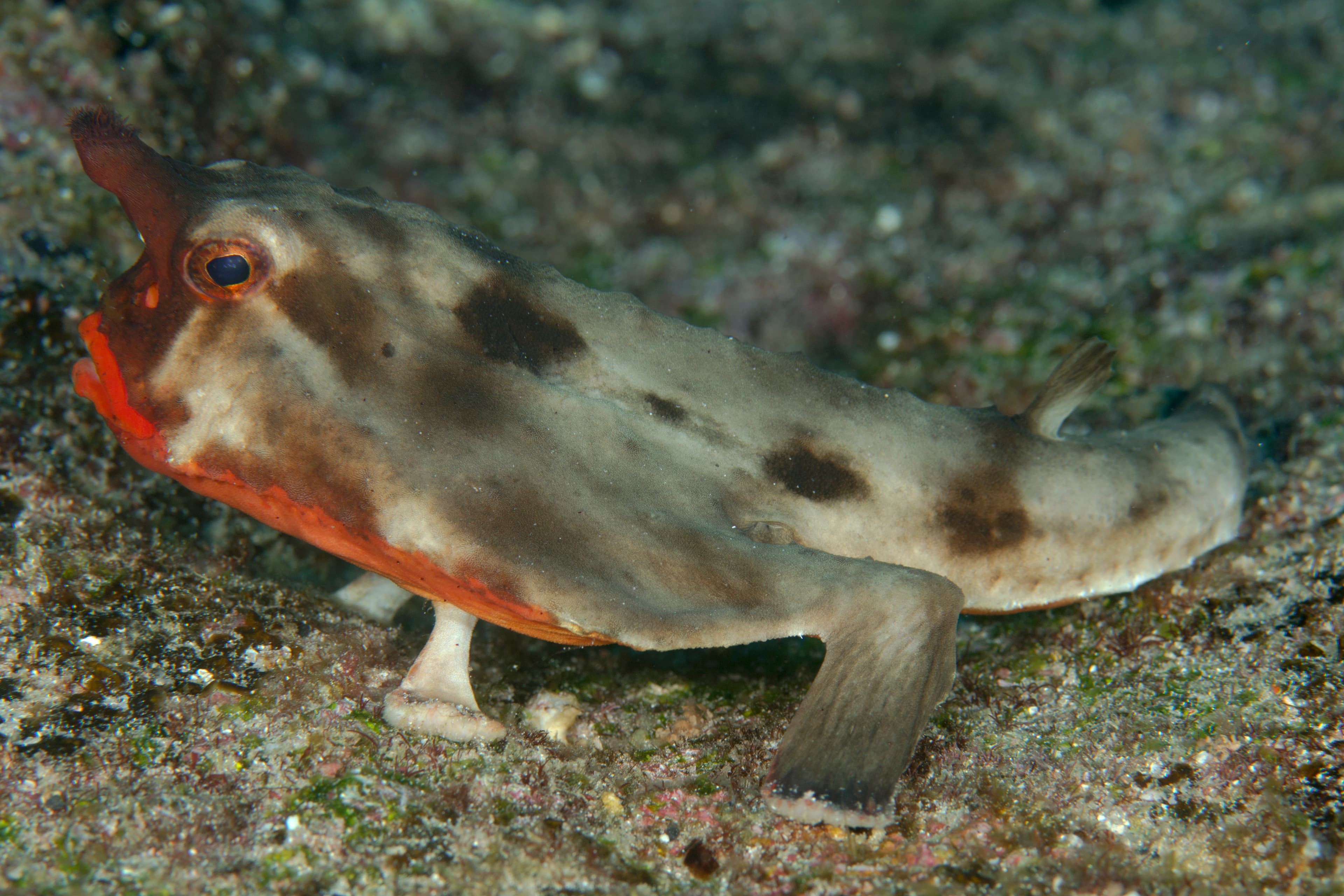 Red-lipped Batfish (Ogcocephalus darwini), Galapagos Islands, Ecuador